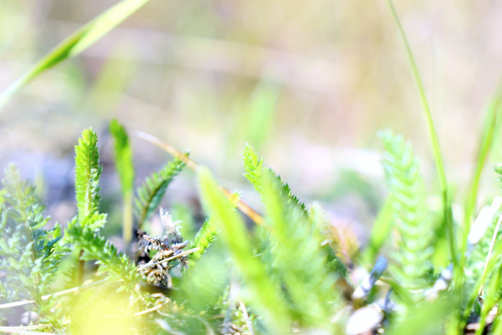 Nikon D3300 sample photo. Grass, meadow, green photography