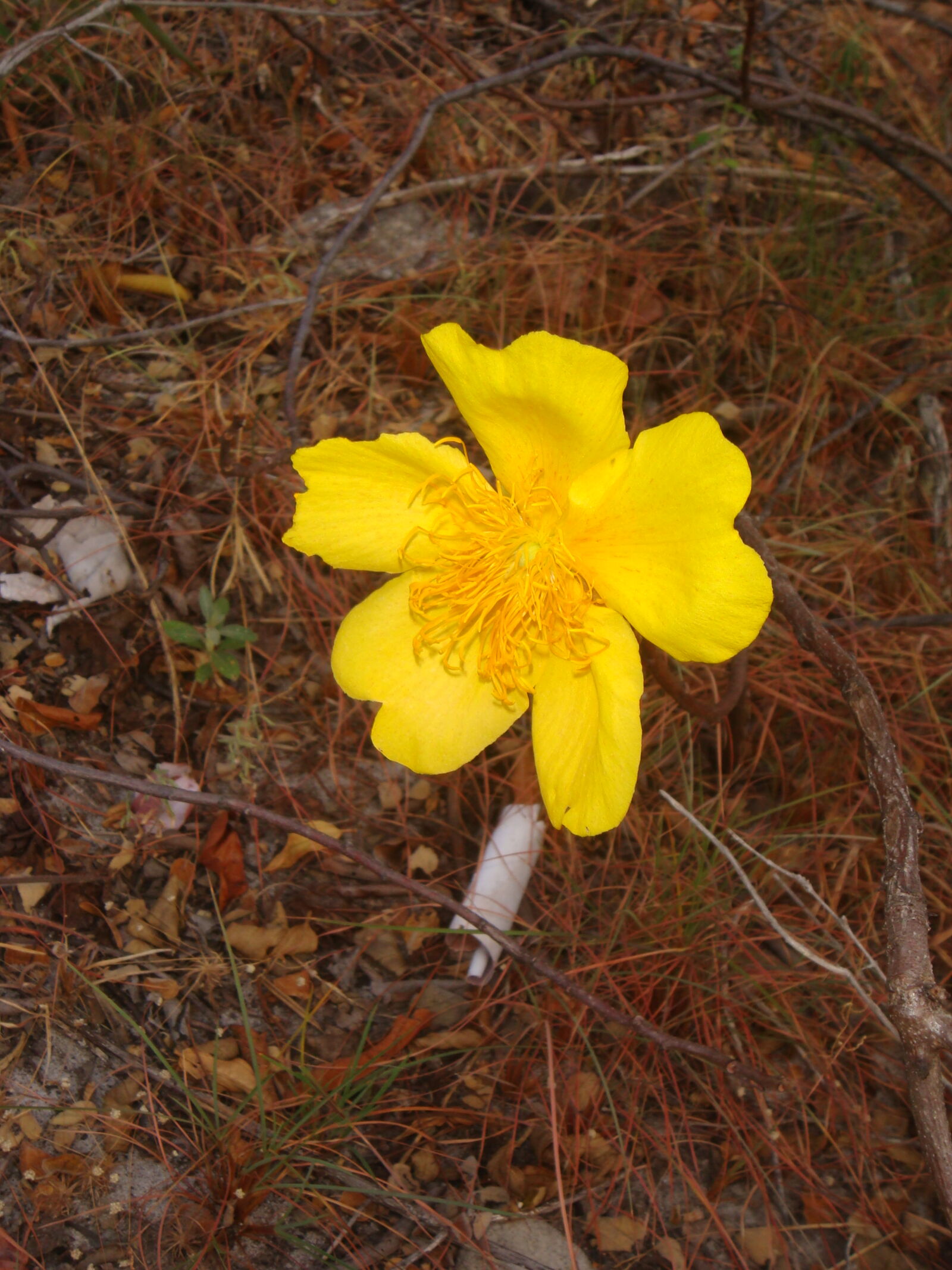 Sony DSC-T70 sample photo. Cidade de pedra goias photography