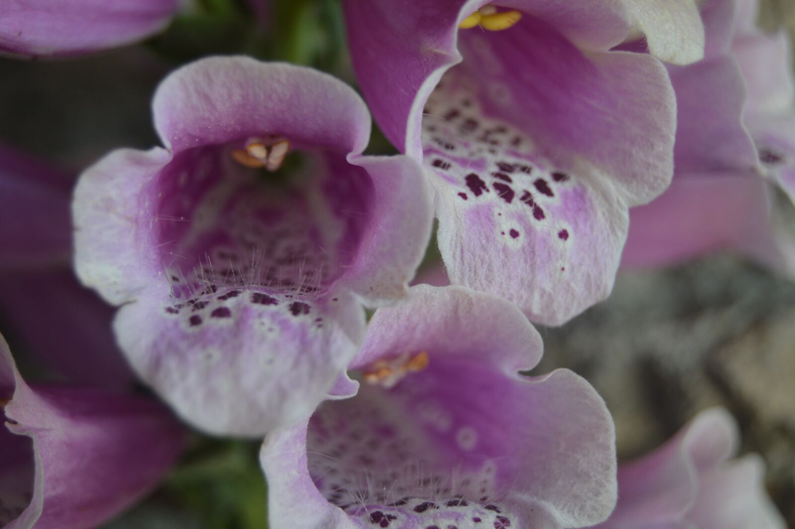 Nikon D3200 sample photo. Flowers, nature, grass photography