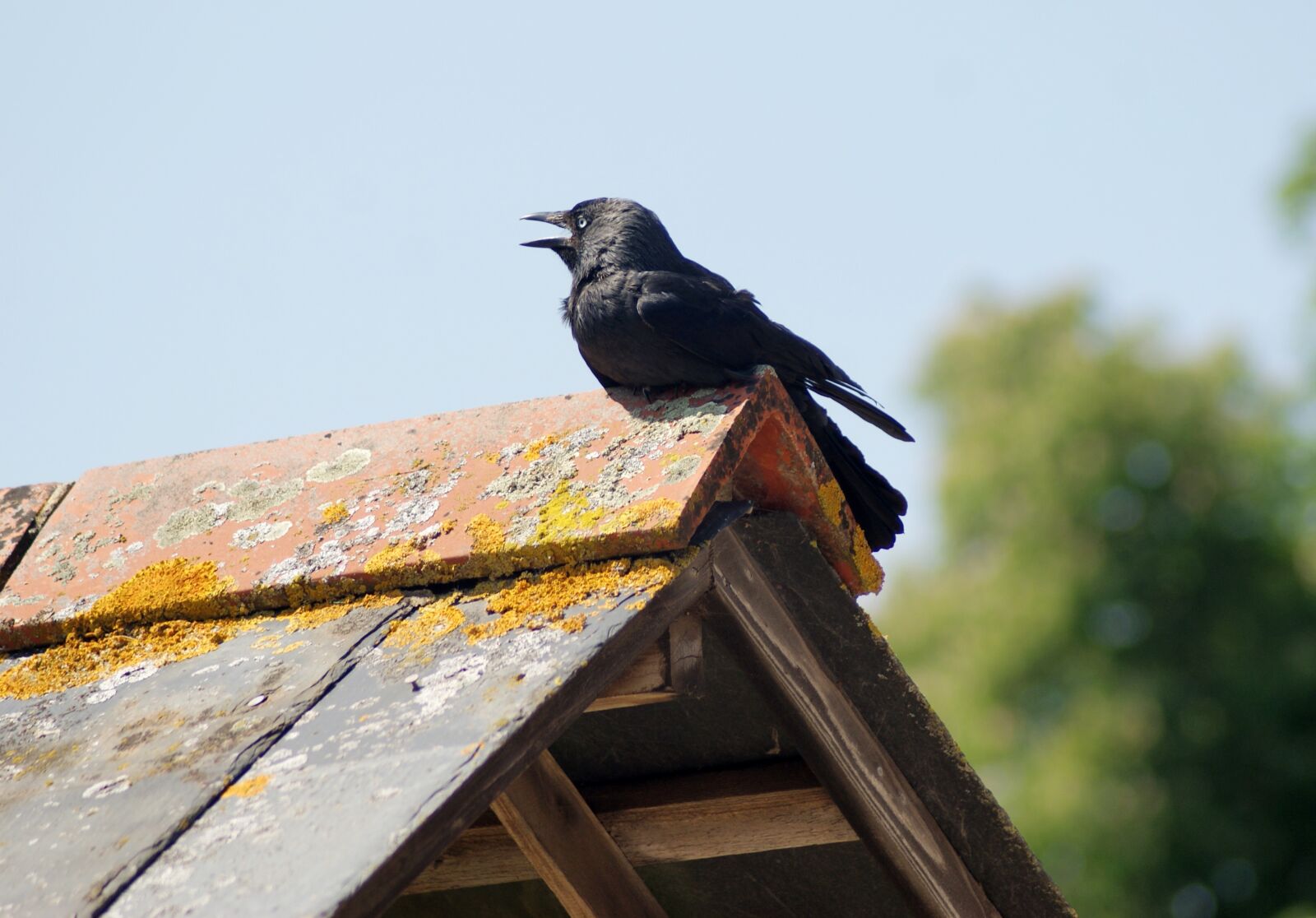 Sony Alpha DSLR-A300 sample photo. Crow, perched, bird photography