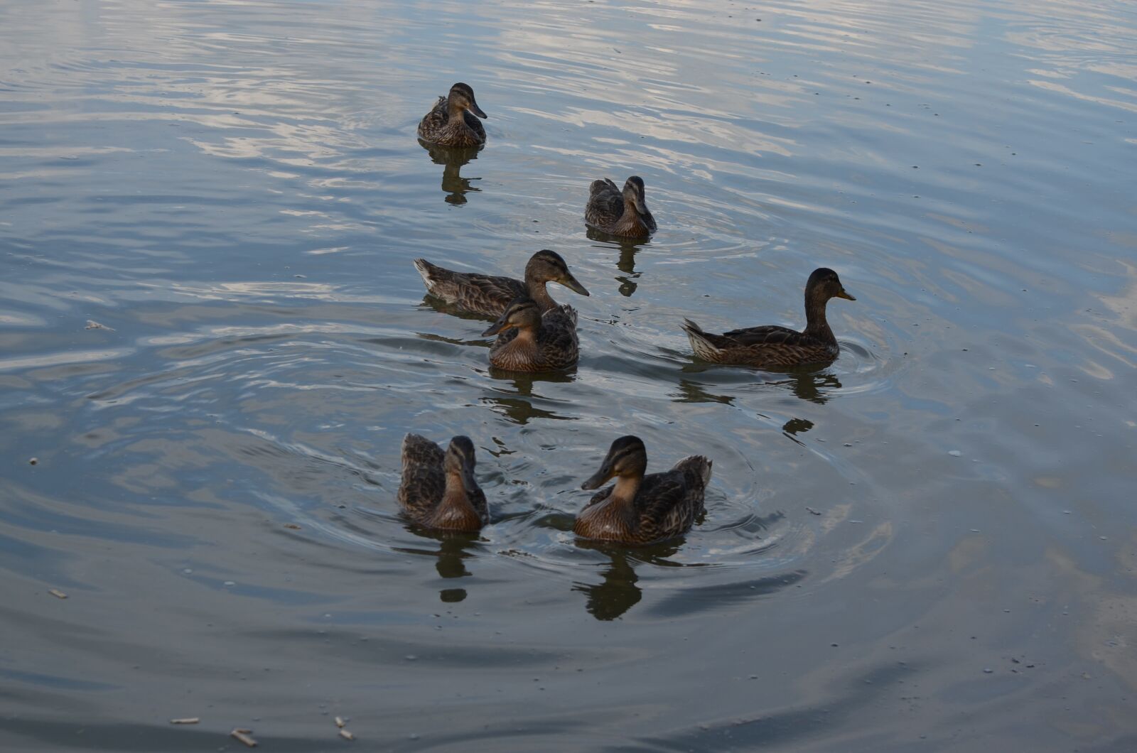 Nikon D5100 sample photo. Briefs, birds, lake photography