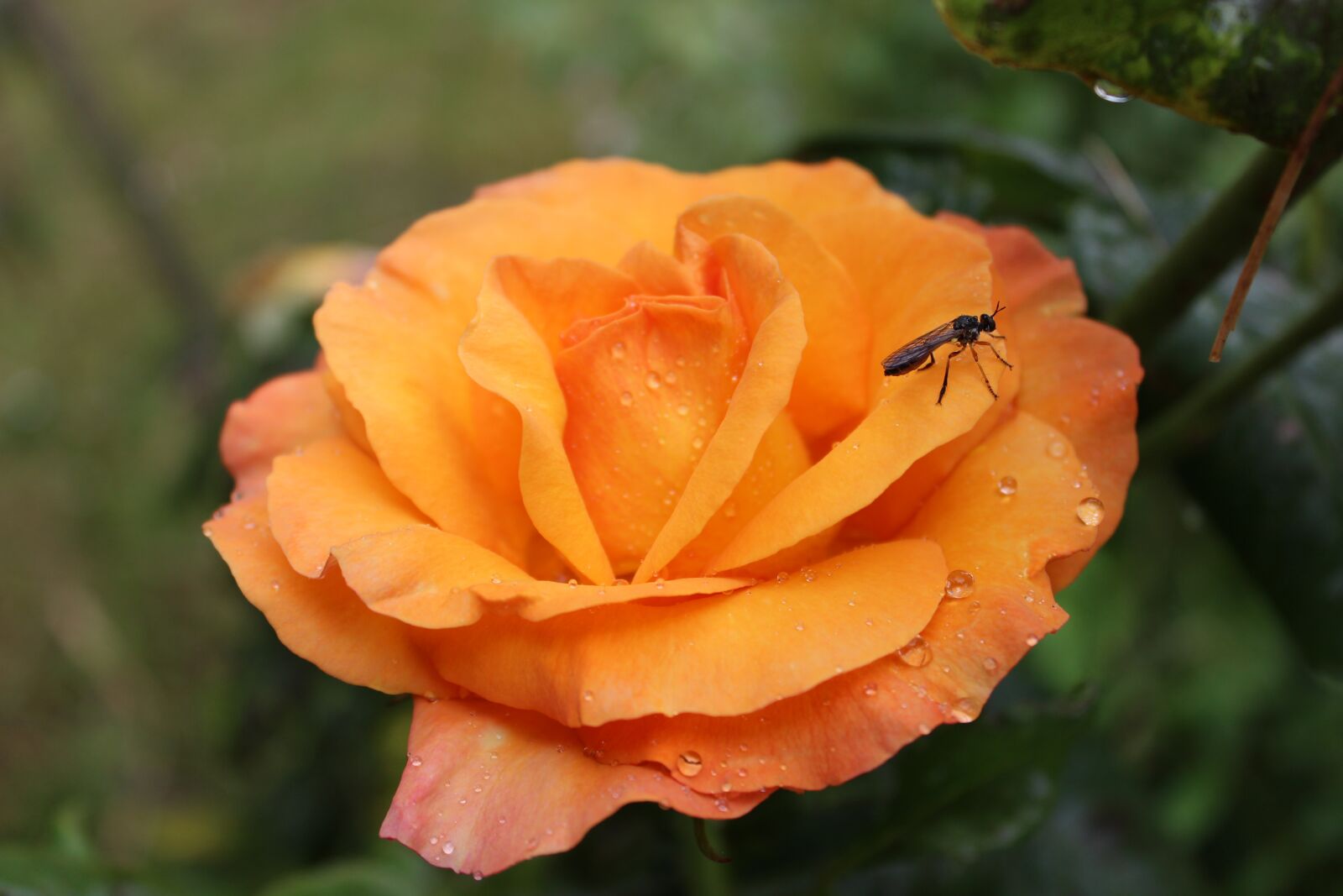 Canon EOS 600D (Rebel EOS T3i / EOS Kiss X5) sample photo. Rose, yellow, yellow-pink photography