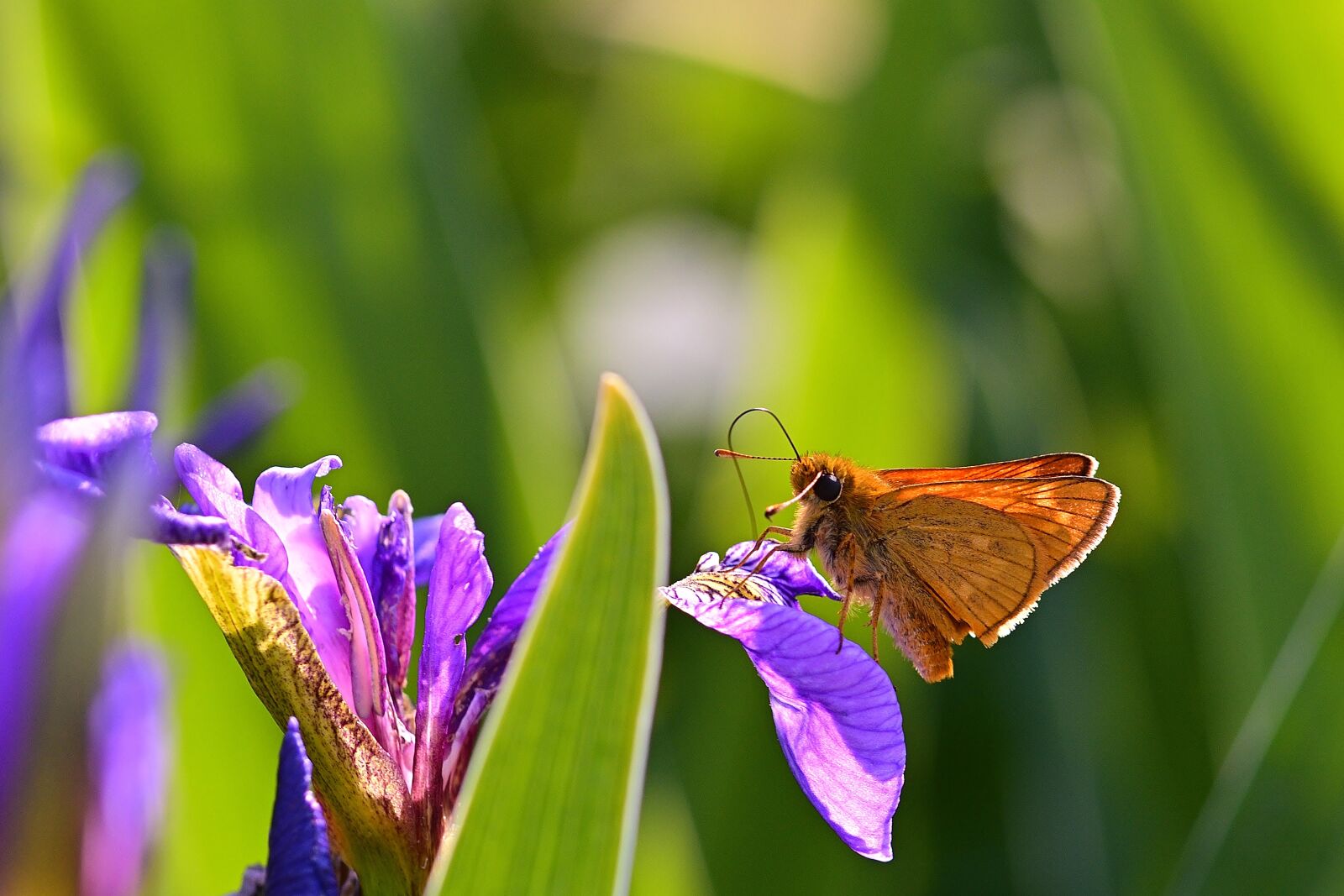 Nikon D5200 sample photo. Butterfly, thick head moth photography