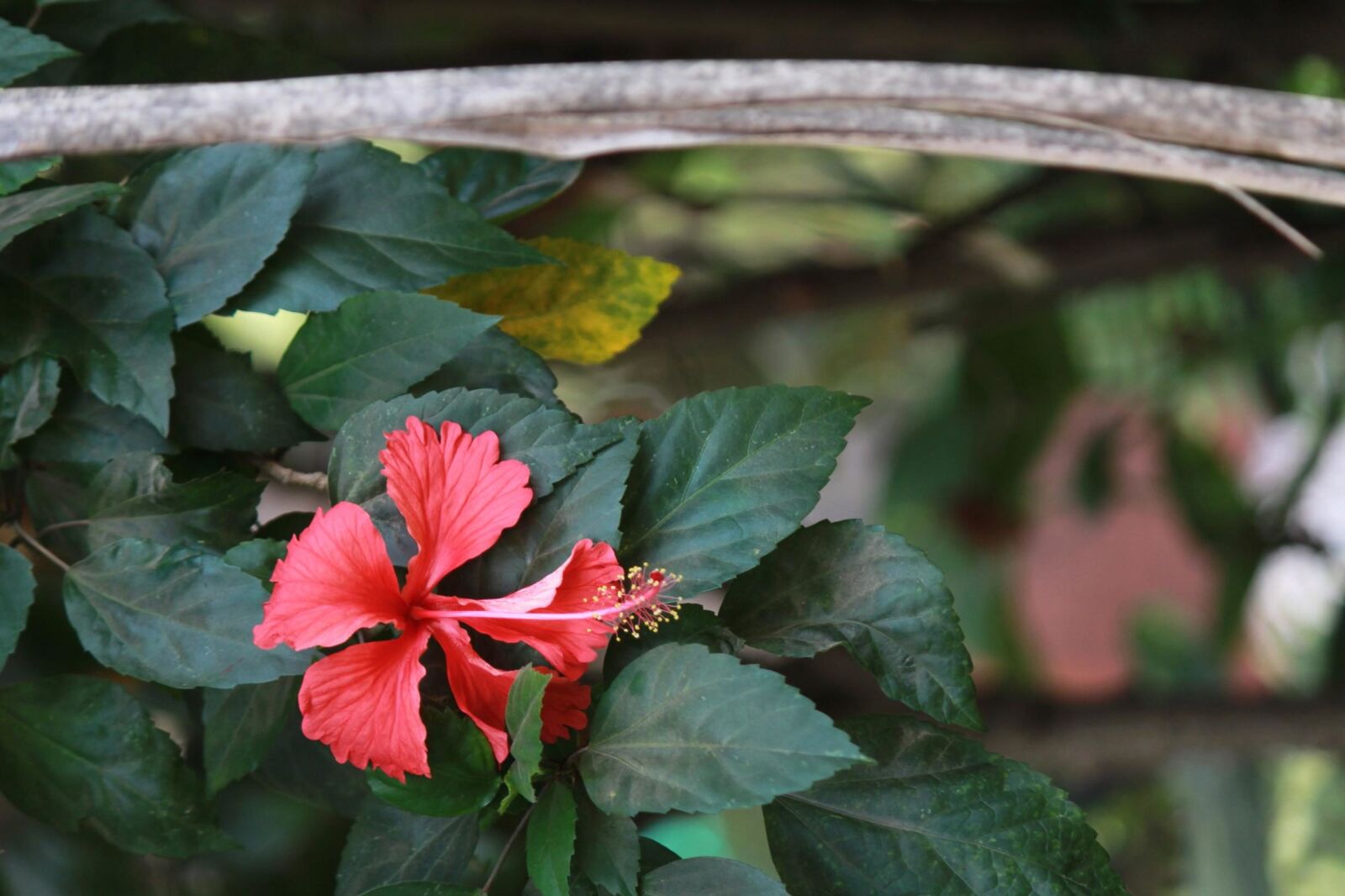 Canon EOS 600D (Rebel EOS T3i / EOS Kiss X5) + Canon EF 50mm f/1.8 sample photo. Hibiscus, red, plant, leaf photography