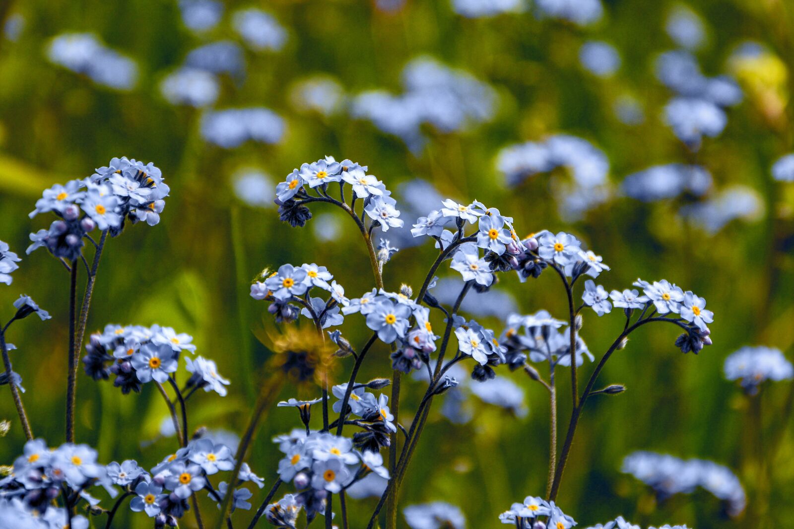 Nikon D7100 sample photo. Remember me, wildflowers, spring photography