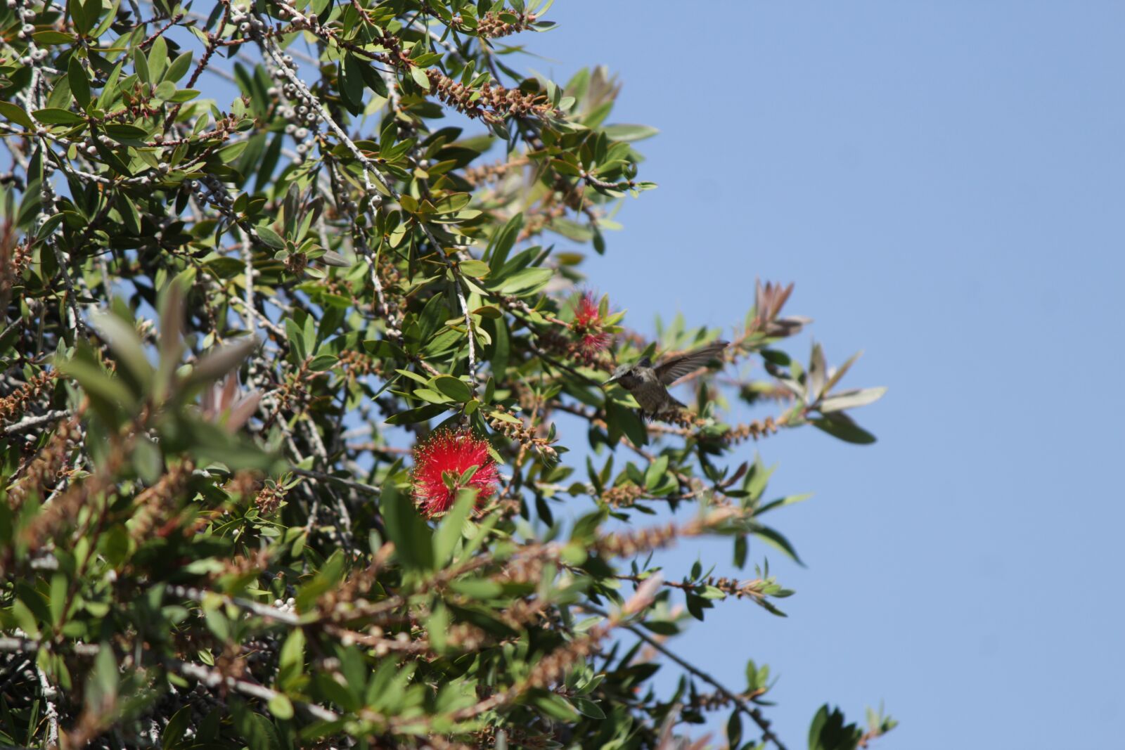 Canon EOS 1300D (EOS Rebel T6 / EOS Kiss X80) + Canon EF-S 55-250mm F4-5.6 IS II sample photo. Humming, bird, bottle brush photography
