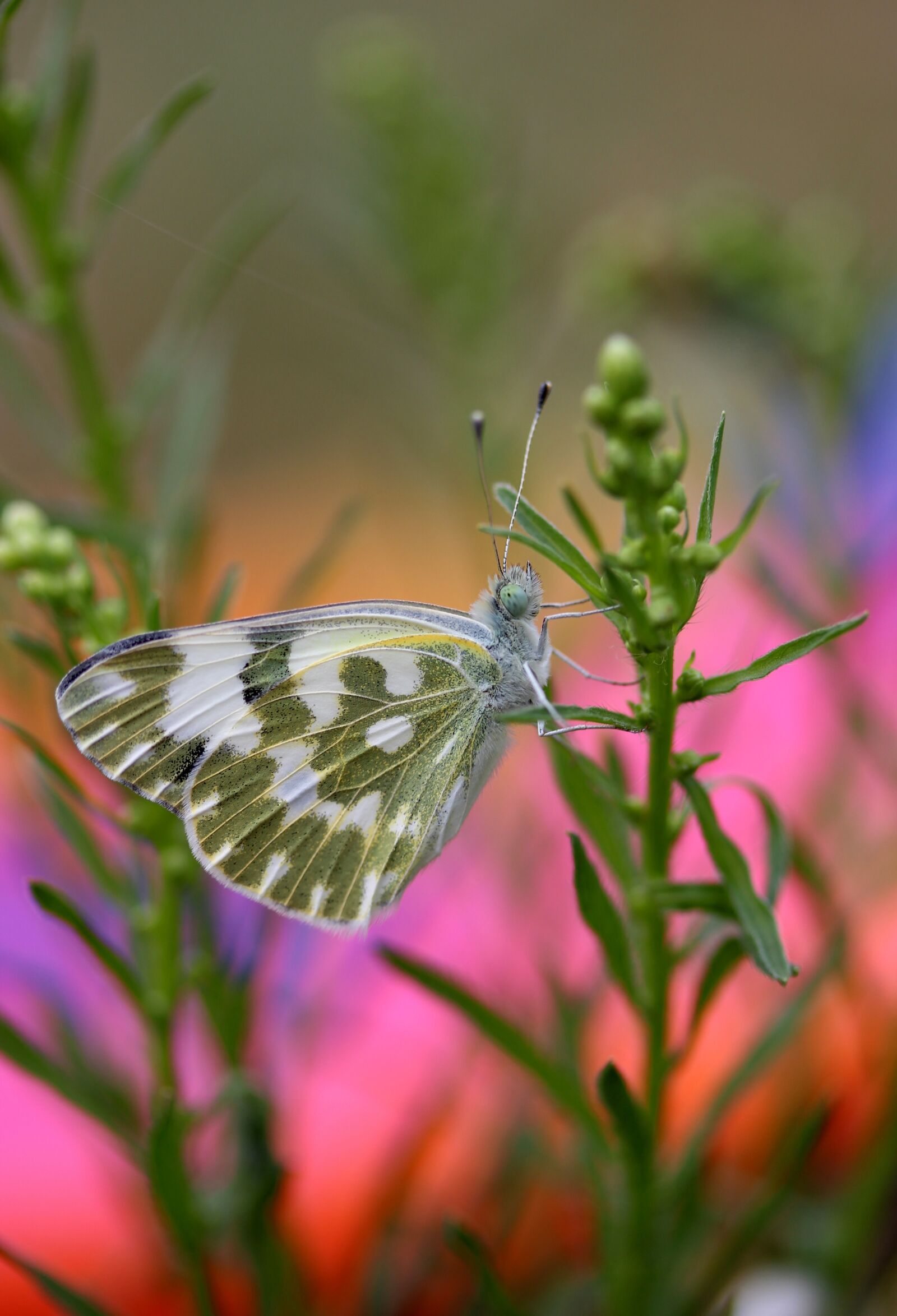 Canon EF-S 60mm F2.8 Macro USM sample photo. Butterfly, white, green photography