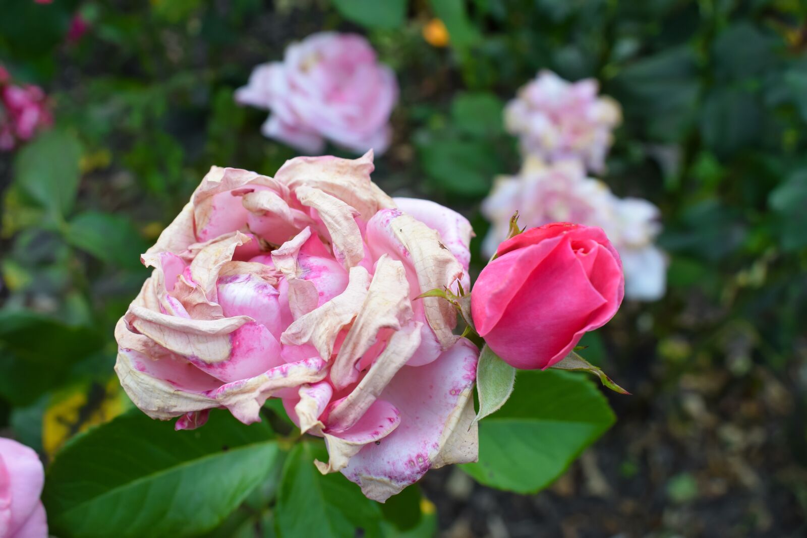 Nikon D5300 sample photo. Rose, withered, young bud photography