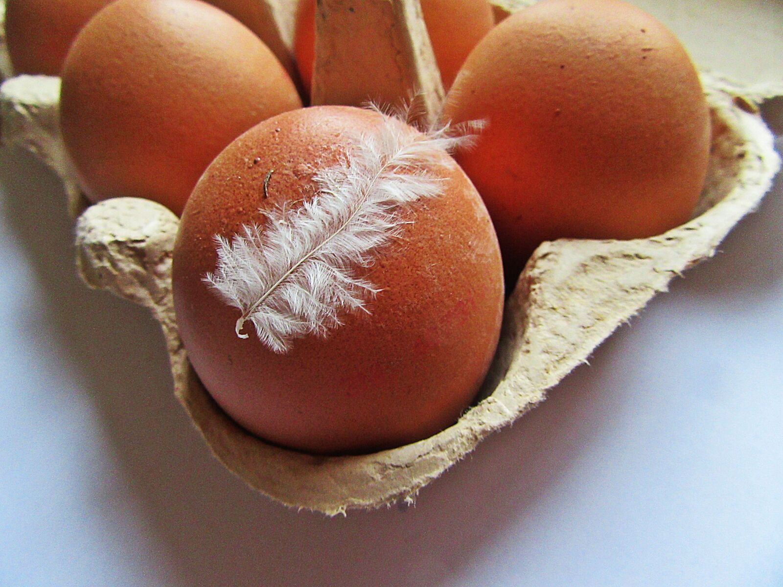 Canon PowerShot SX610 HS sample photo. Eggs, chicken egg, feather photography