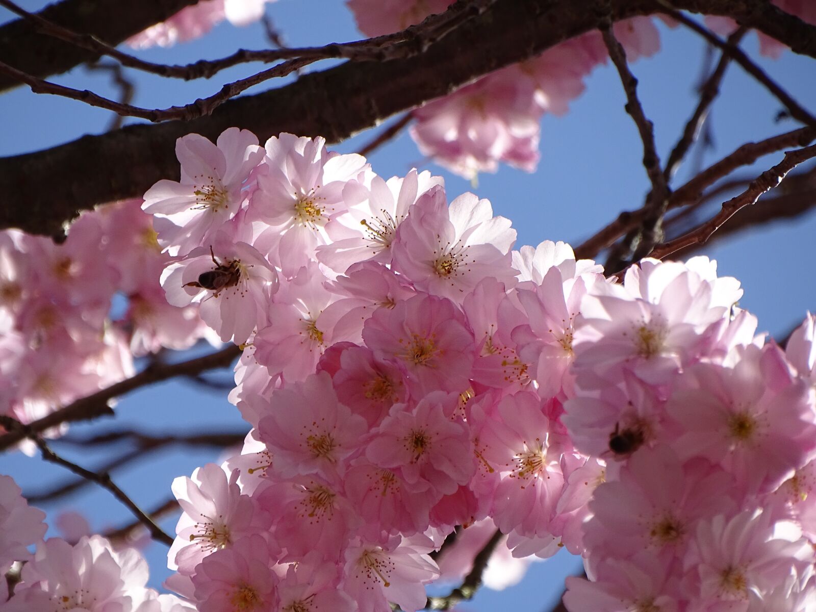 Sony Cyber-shot DSC-HX350 sample photo. Spring, cherry blossom, cherry photography