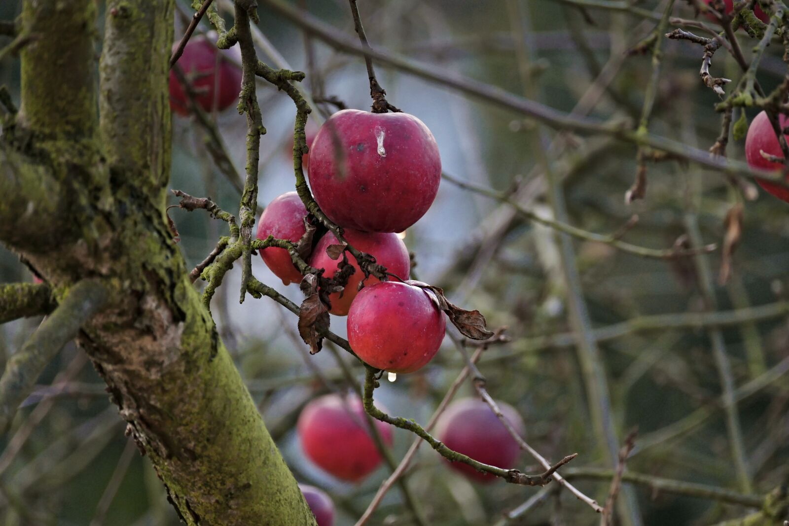 Panasonic Lumix DMC-FZ1000 sample photo. Apple, red apple, the photography
