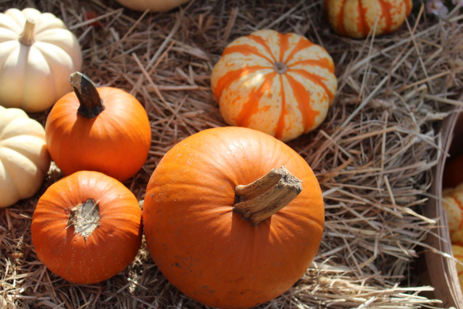 Canon EOS 1200D (EOS Rebel T5 / EOS Kiss X70 / EOS Hi) sample photo. Pumpkins photography