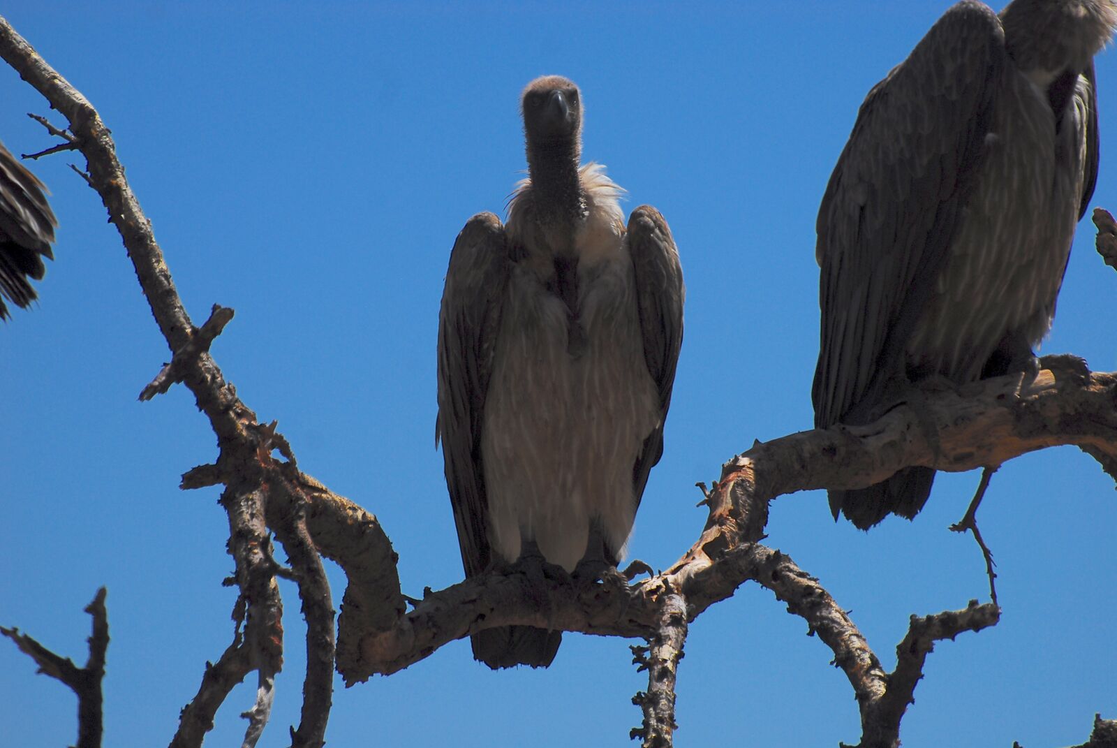 Nikon D200 sample photo. Vulture, wild, namibia photography