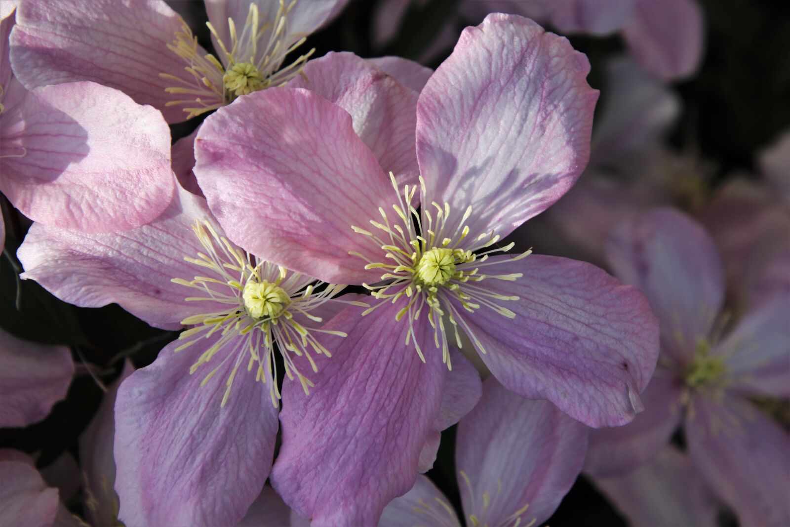 Canon EOS 80D sample photo. Pink, clematis, the petals photography