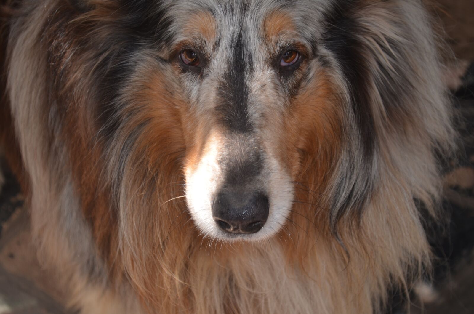 Nikon D5100 sample photo. Dog, large, collie photography