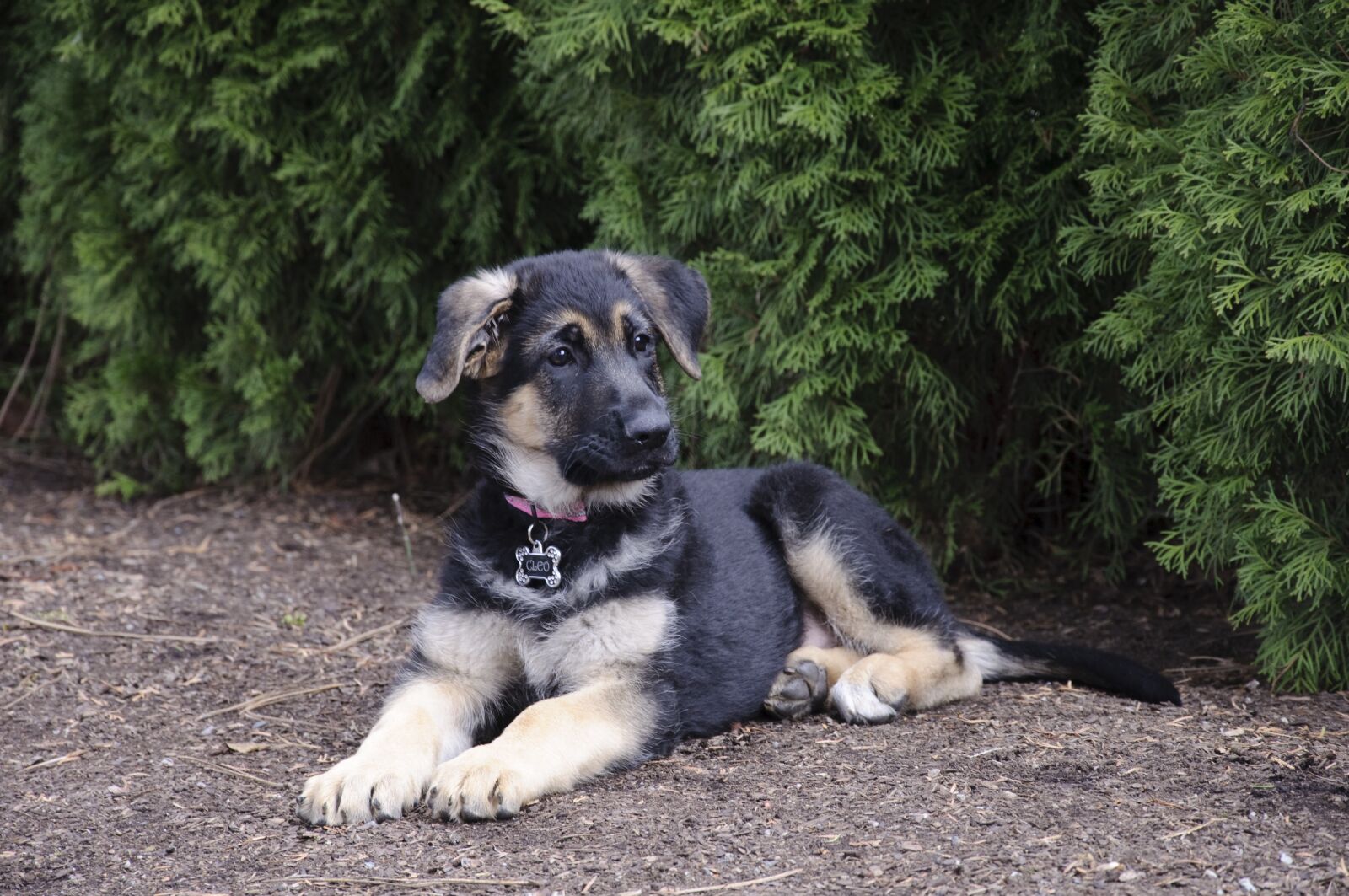 Nikon D90 sample photo. German shepherd, puppy, dog photography