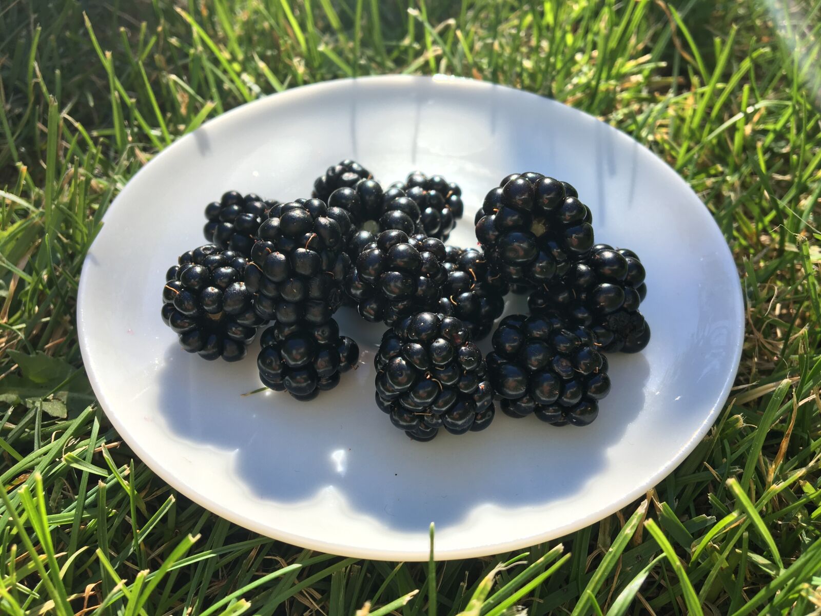 Apple iPad Pro sample photo. Blackberries, plate, grass photography
