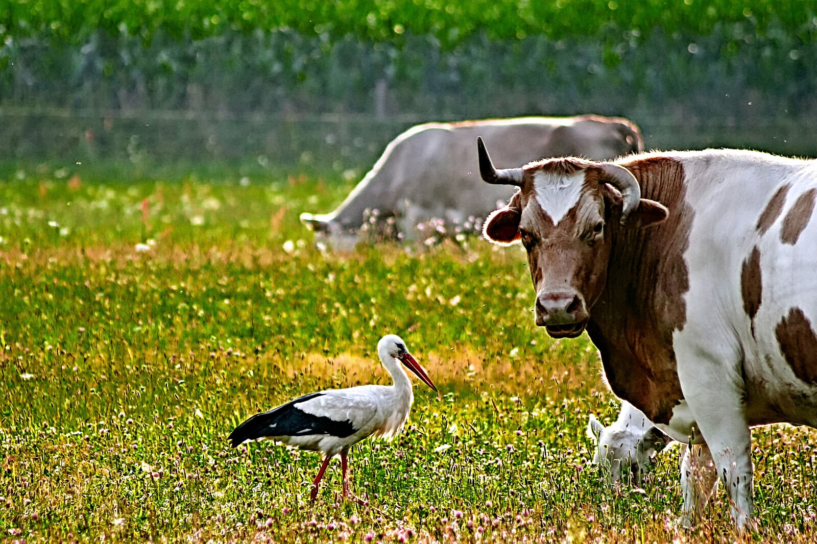 Canon EOS 600D (Rebel EOS T3i / EOS Kiss X5) sample photo. Cow, stork, meadow photography