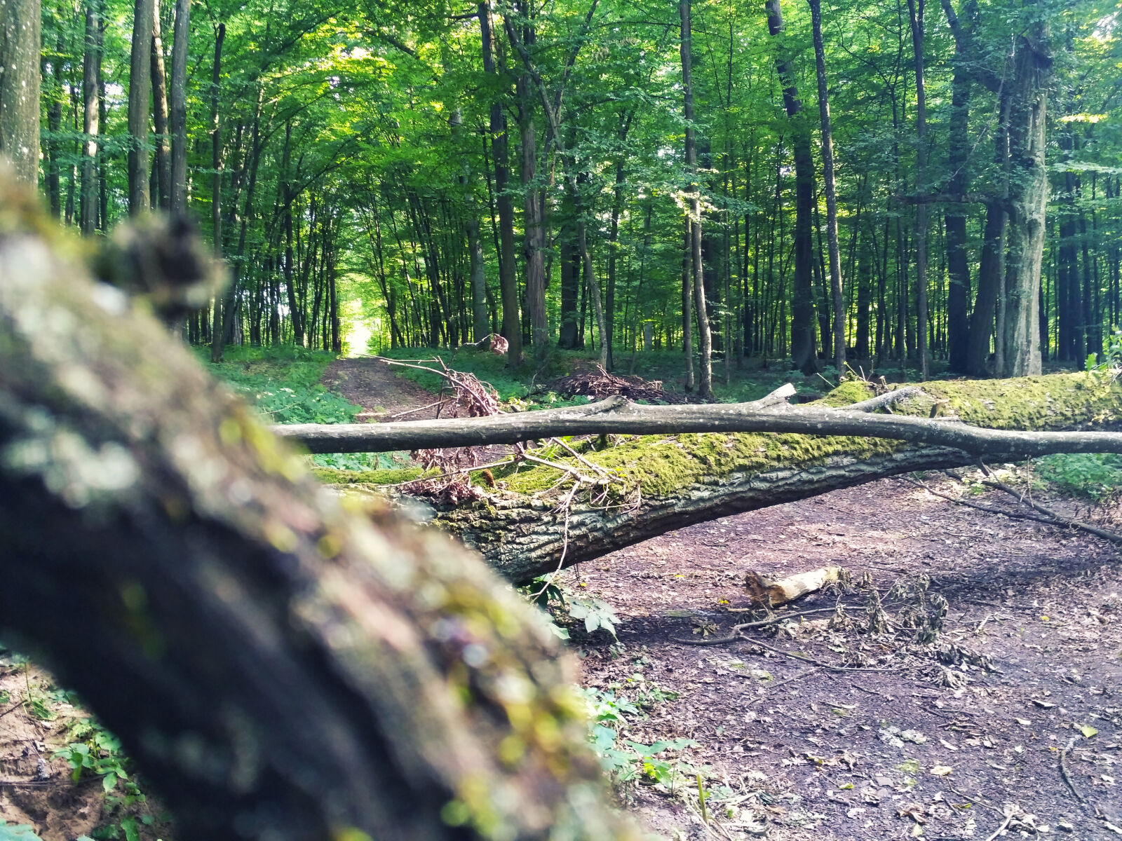 Xiaomi Redmi 3S sample photo. Daylight, forest, grass, ground photography