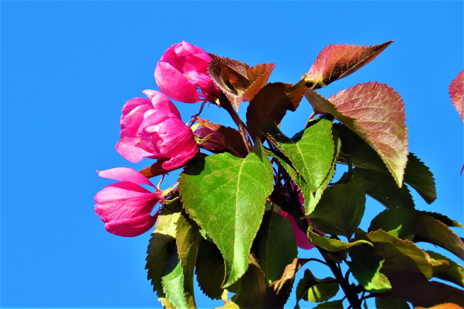 Canon PowerShot SX50 HS sample photo. Flower, branch, foliage photography