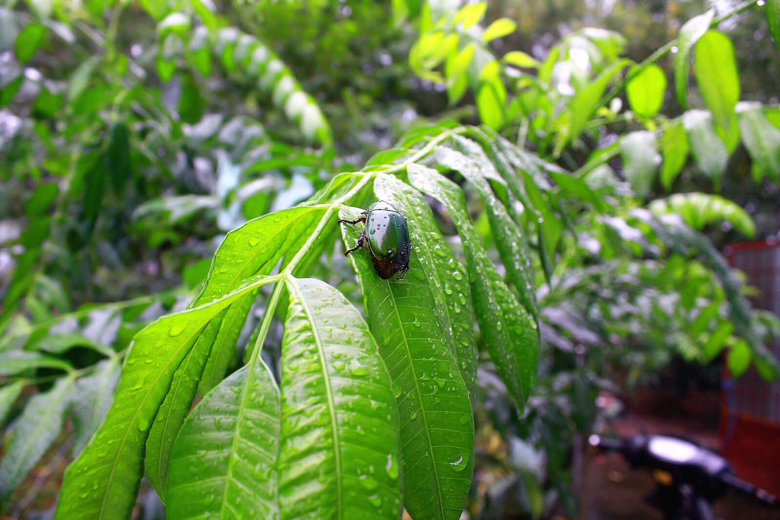 Canon EOS 450D (EOS Rebel XSi / EOS Kiss X2) sample photo. Insect, bug, green photography