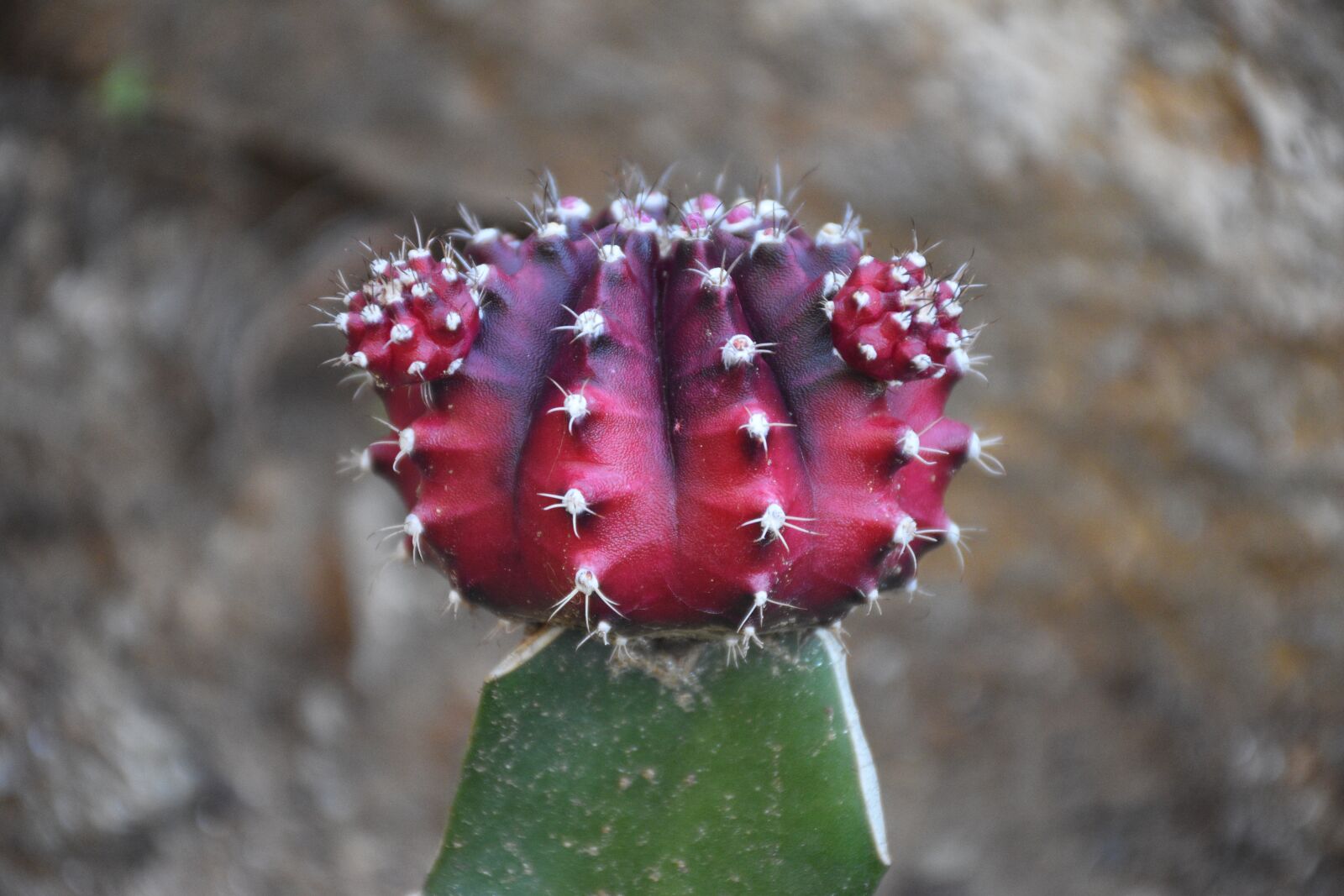 Nikon D5600 sample photo. Cactus, cacti, plant photography