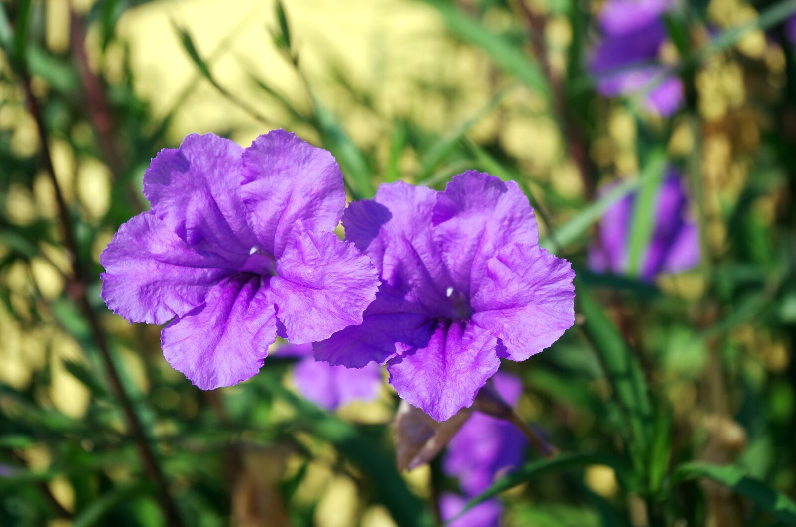 Pentax K-5 sample photo. Petunia, solanaceae, corolla photography