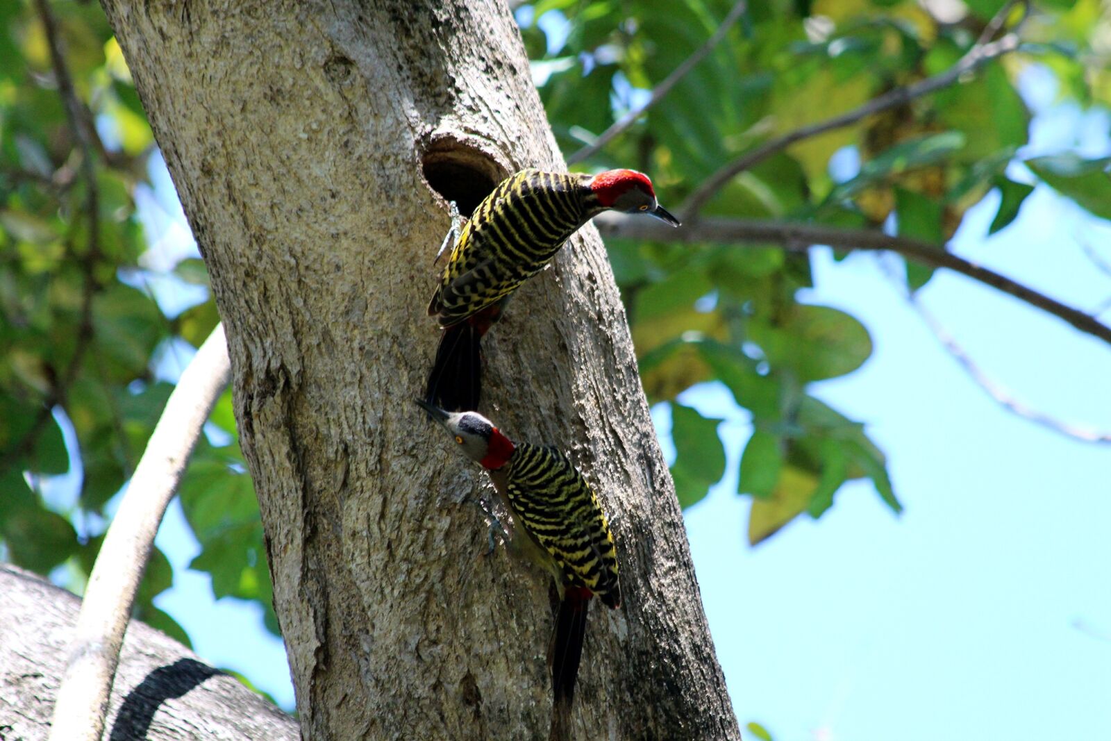 Canon EOS 650D (EOS Rebel T4i / EOS Kiss X6i) sample photo. Woodpecker, hispaniolan woodpecker, melanerpes photography