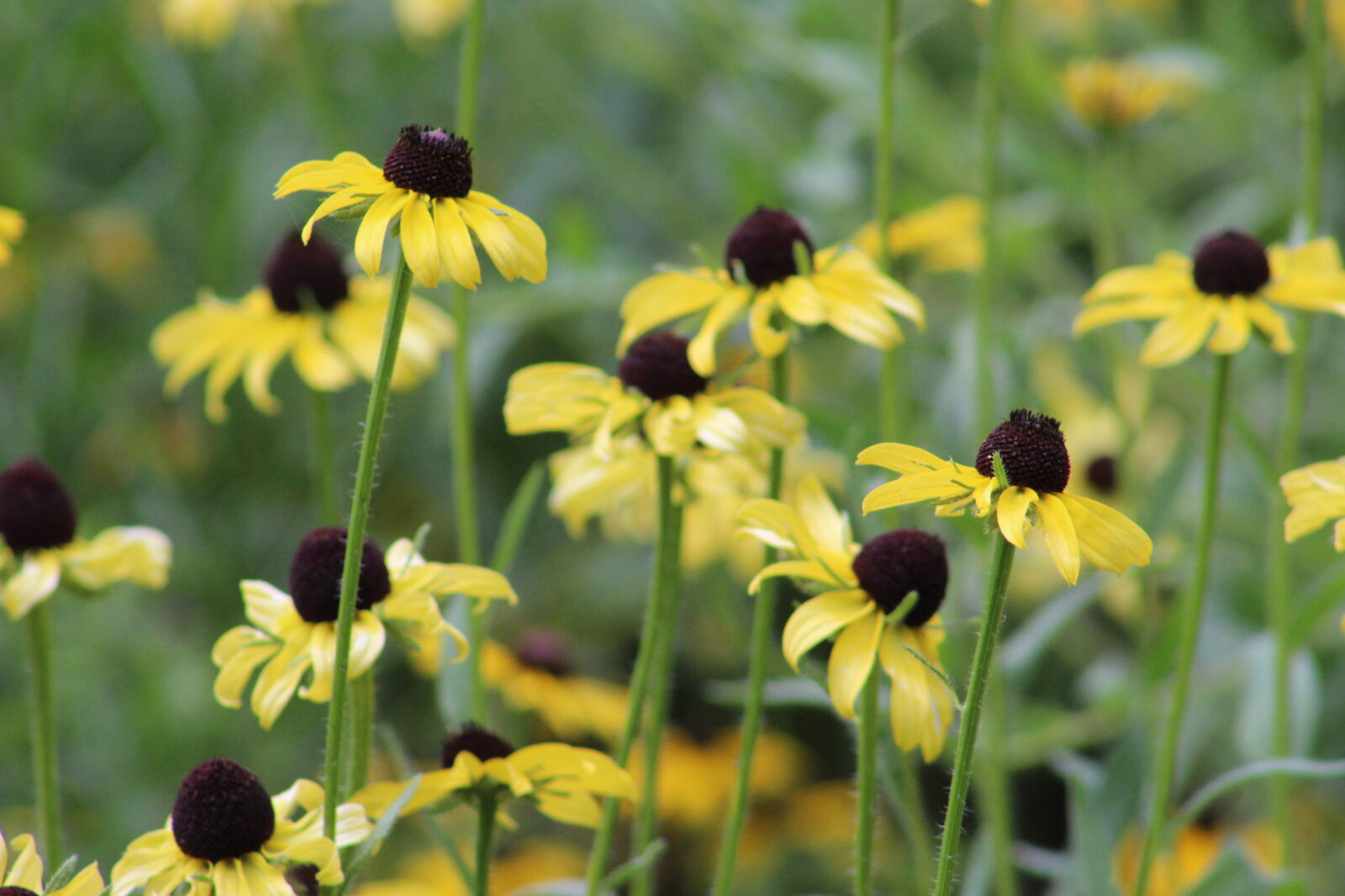 Canon EF 75-300mm f/4-5.6 sample photo. Sunflowers photography