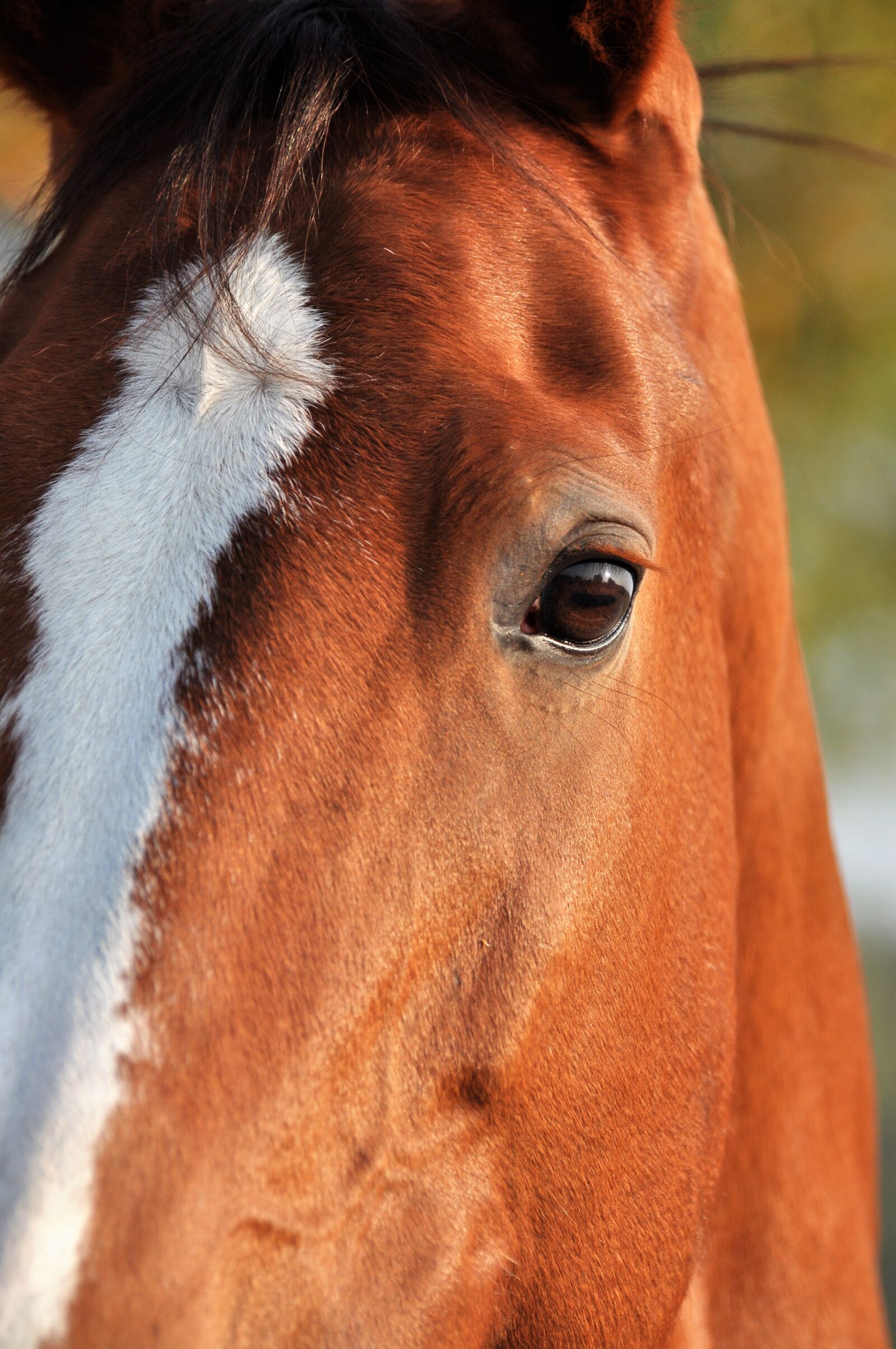 Nikon D5000 sample photo. Horse, horses, watch photography