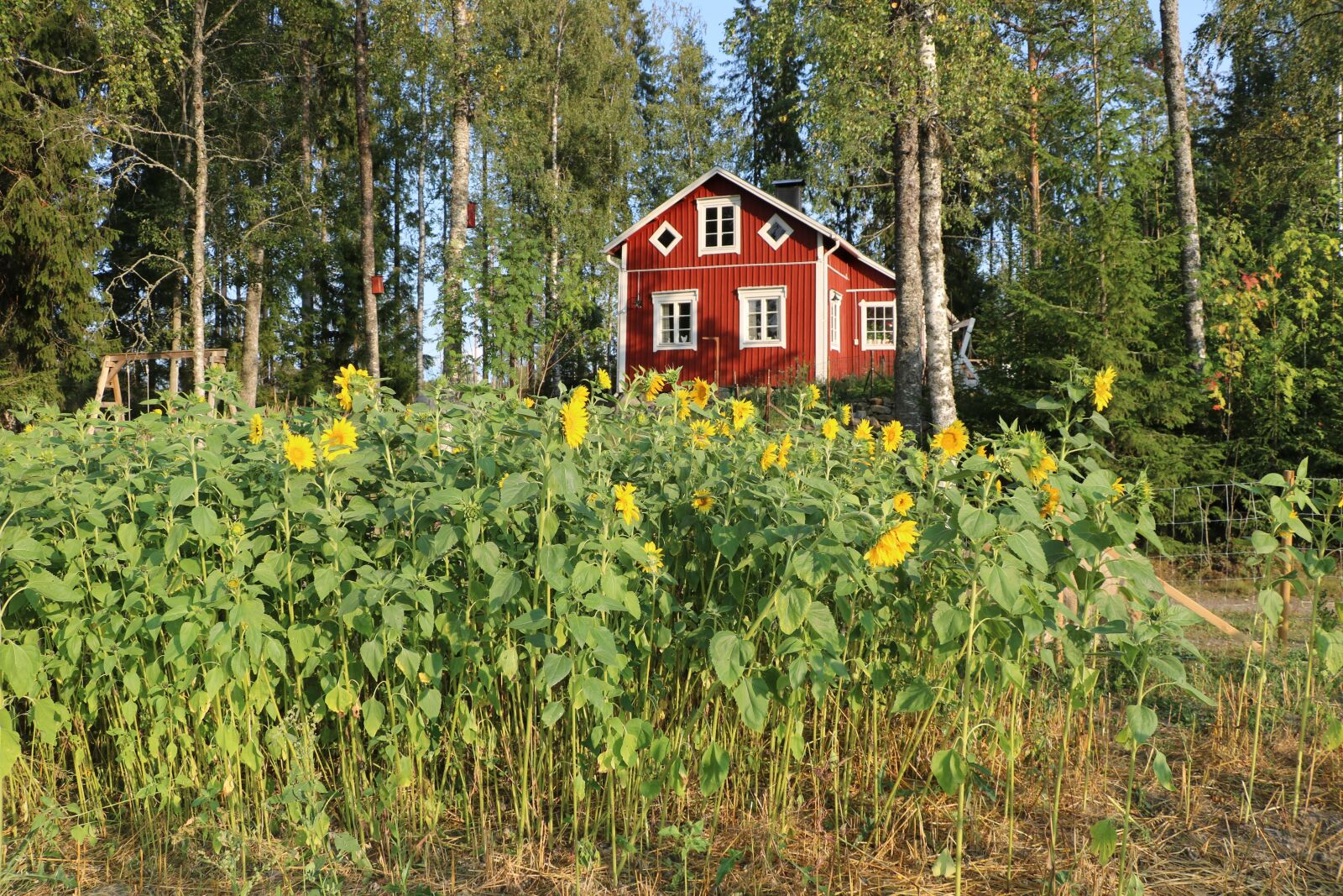 Canon EOS 750D (EOS Rebel T6i / EOS Kiss X8i) sample photo. Flower, sunflower, flower fields photography