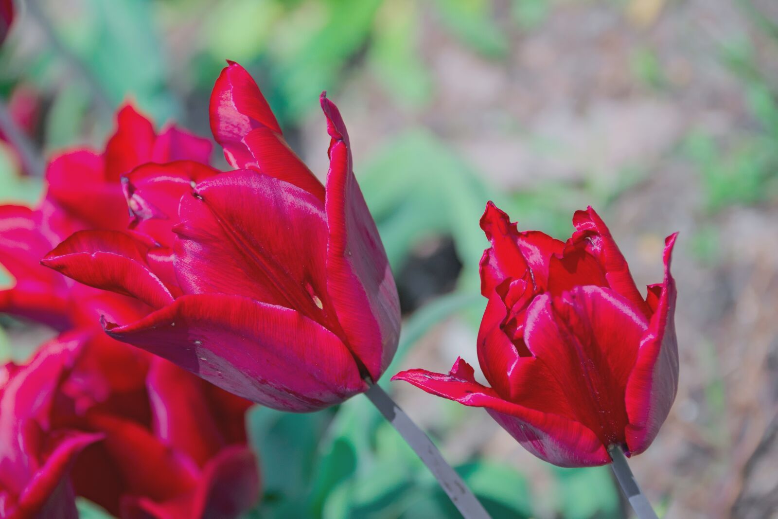 Nikon D3300 sample photo. Tulip, red, spring photography