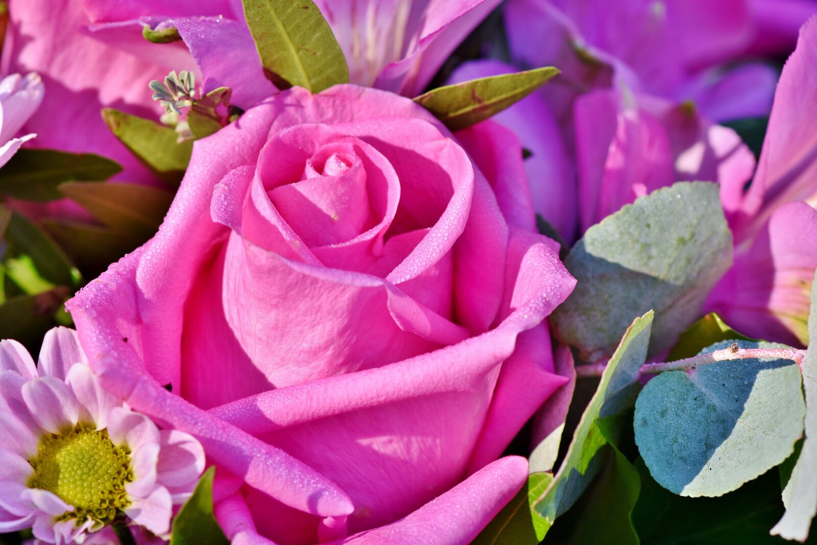 Nikon D7200 sample photo. Rose, rose bloom, floribunda photography