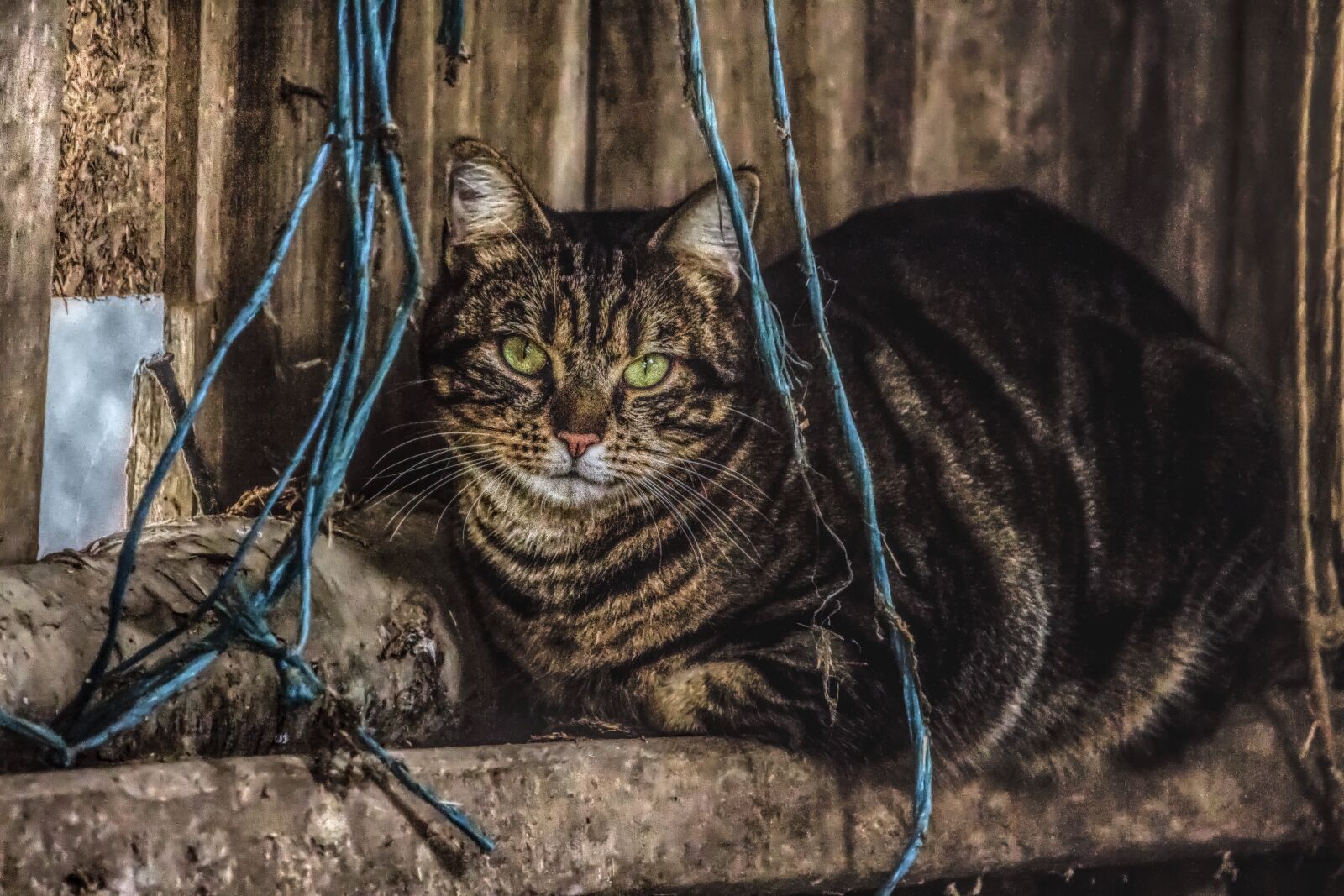 Canon EOS 700D (EOS Rebel T5i / EOS Kiss X7i) + Canon EF-S 55-250mm F4-5.6 IS sample photo. Cat, barn, farm photography