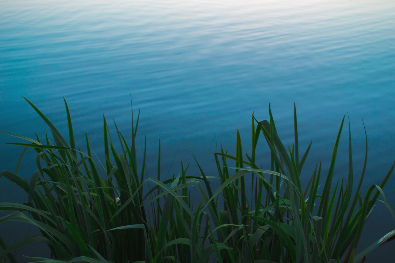 Nikon D3100 sample photo. Grass, lake, plant photography