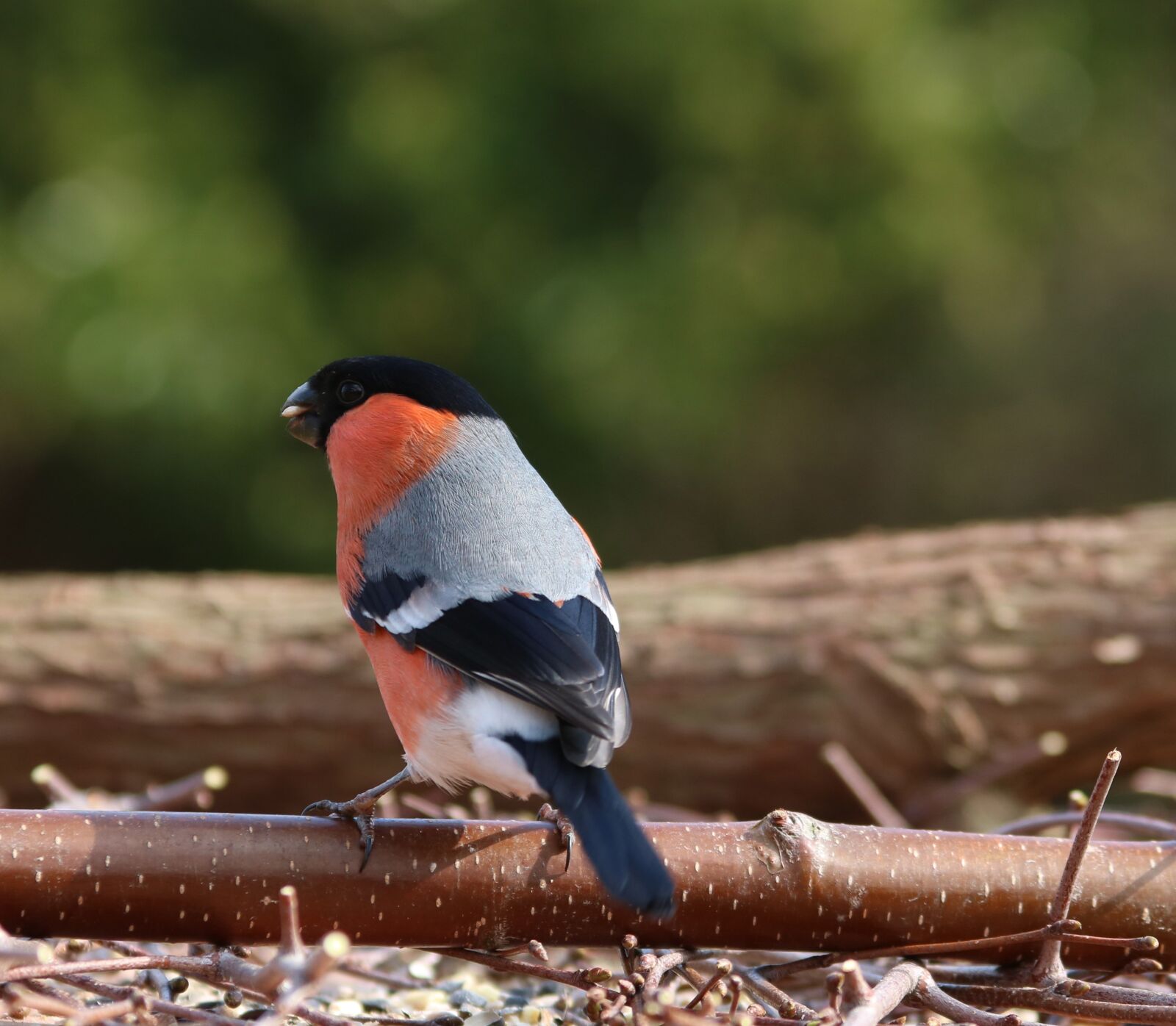 Canon EF 28-135mm F3.5-5.6 IS USM sample photo. Bullfinch, male, garden bird photography