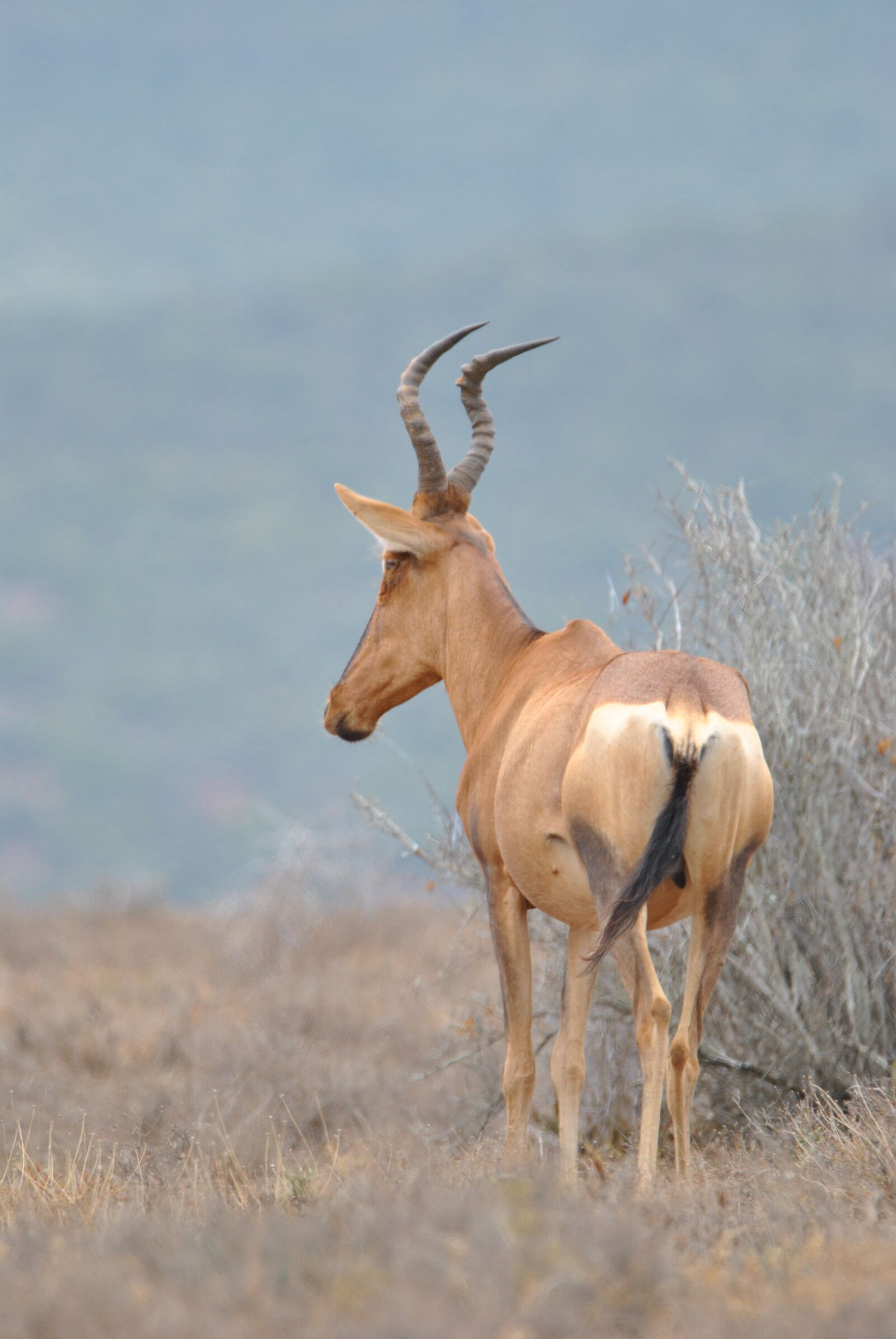 Nikon D3000 sample photo. Tsebe, wildlife, africa photography