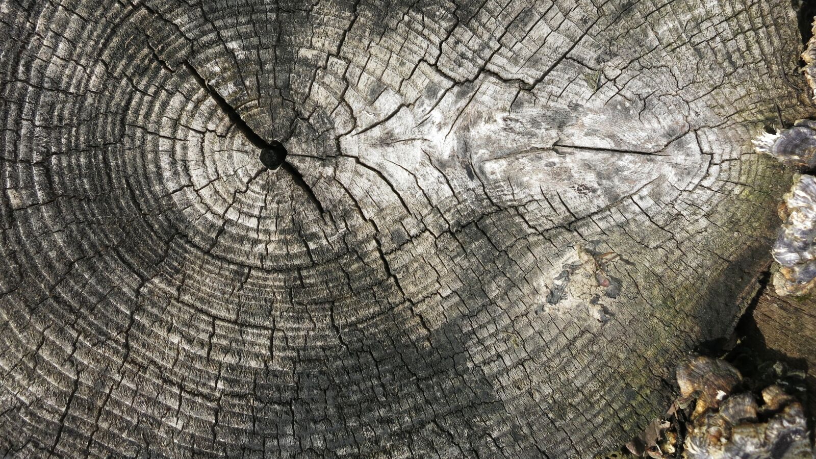Canon PowerShot S110 sample photo. Log, rings, tree photography