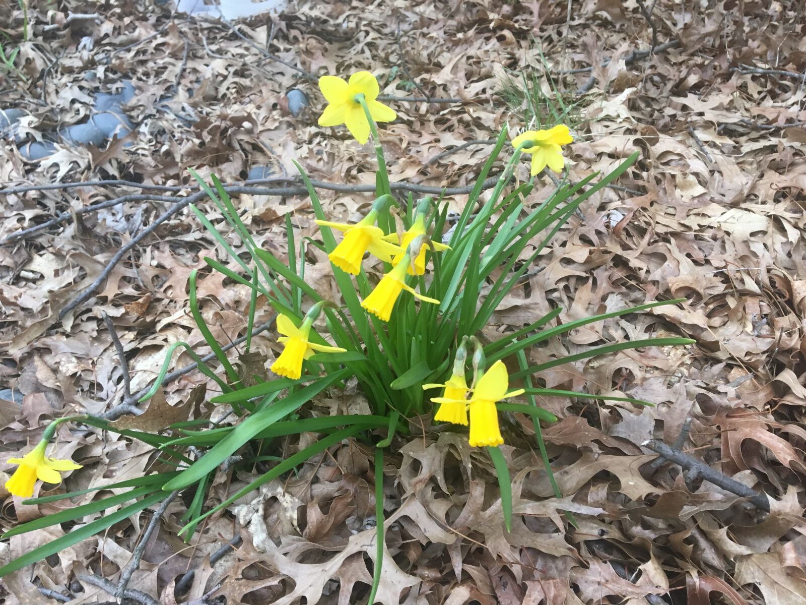 Apple iPhone 6s sample photo. Flowers, daffodils, spring photography