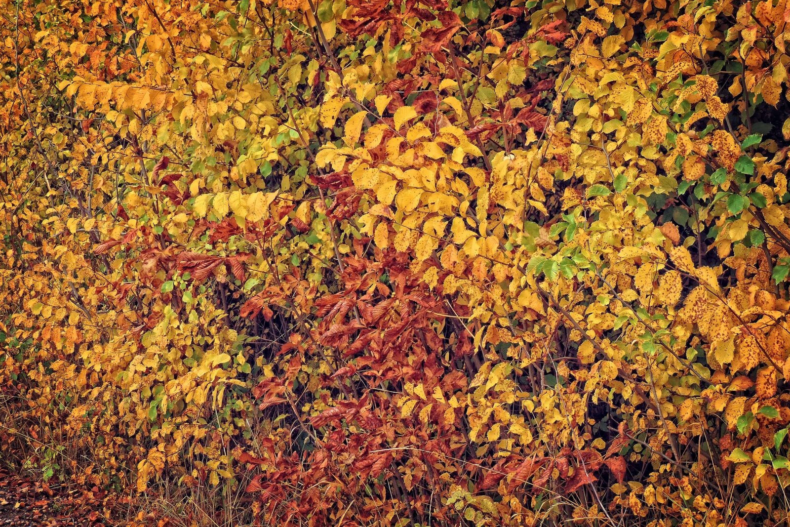 Nikon Coolpix P520 sample photo. Autumn, colorful leaves, fall photography