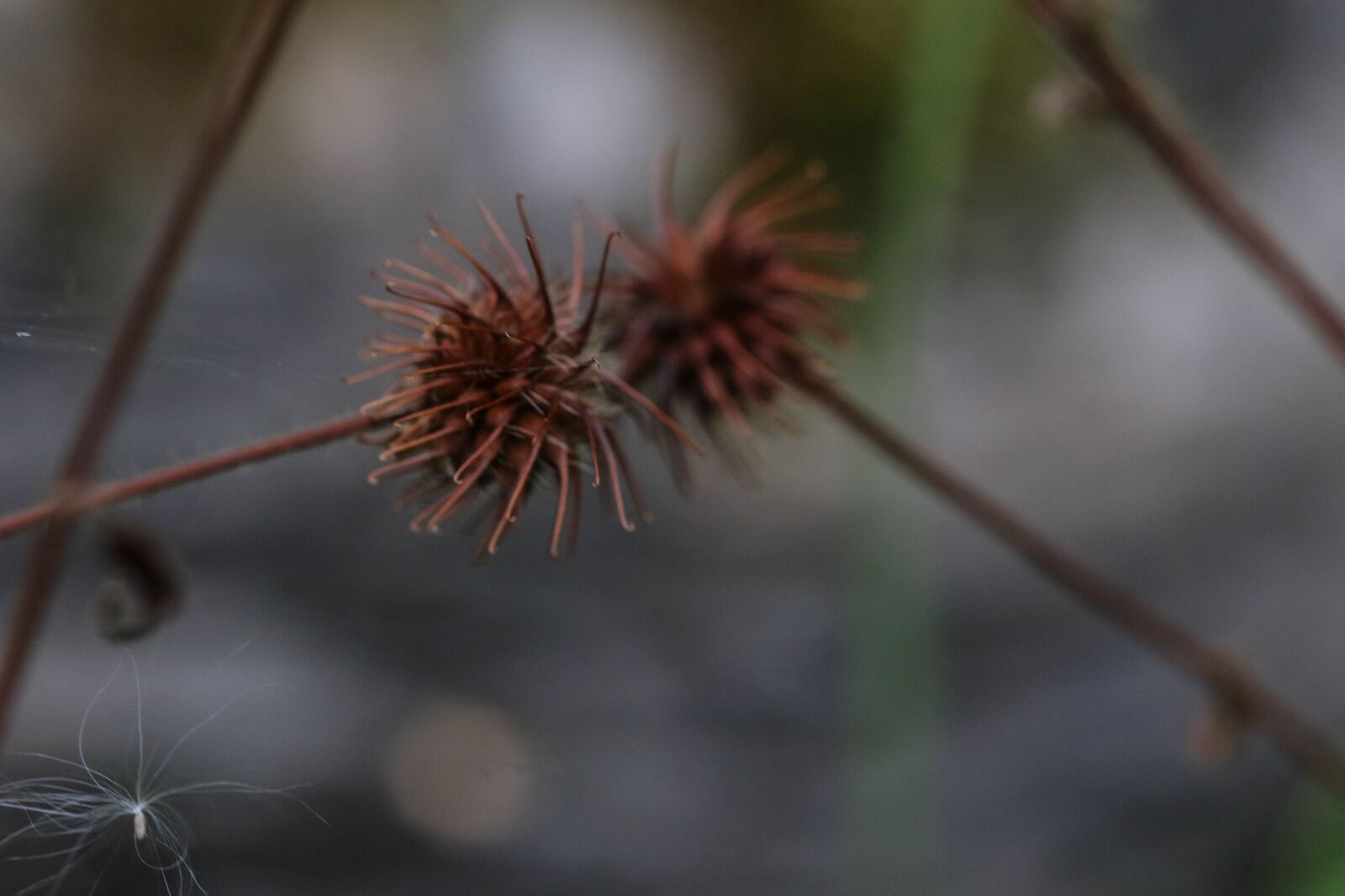Canon EOS 7D Mark II sample photo. Wildflower, nature, growth photography