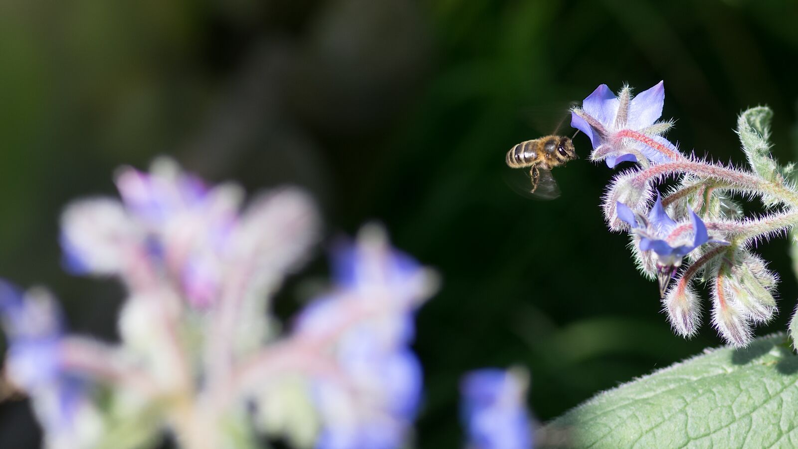 Pentax smc D-FA 100mm F2.8 macro sample photo. Bee, borage, bees photography