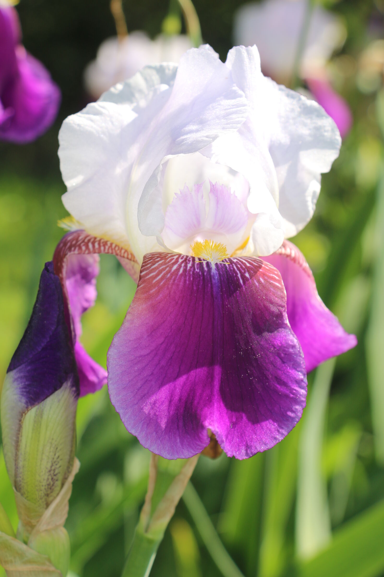 Canon EOS 70D sample photo. Flower, iris photography