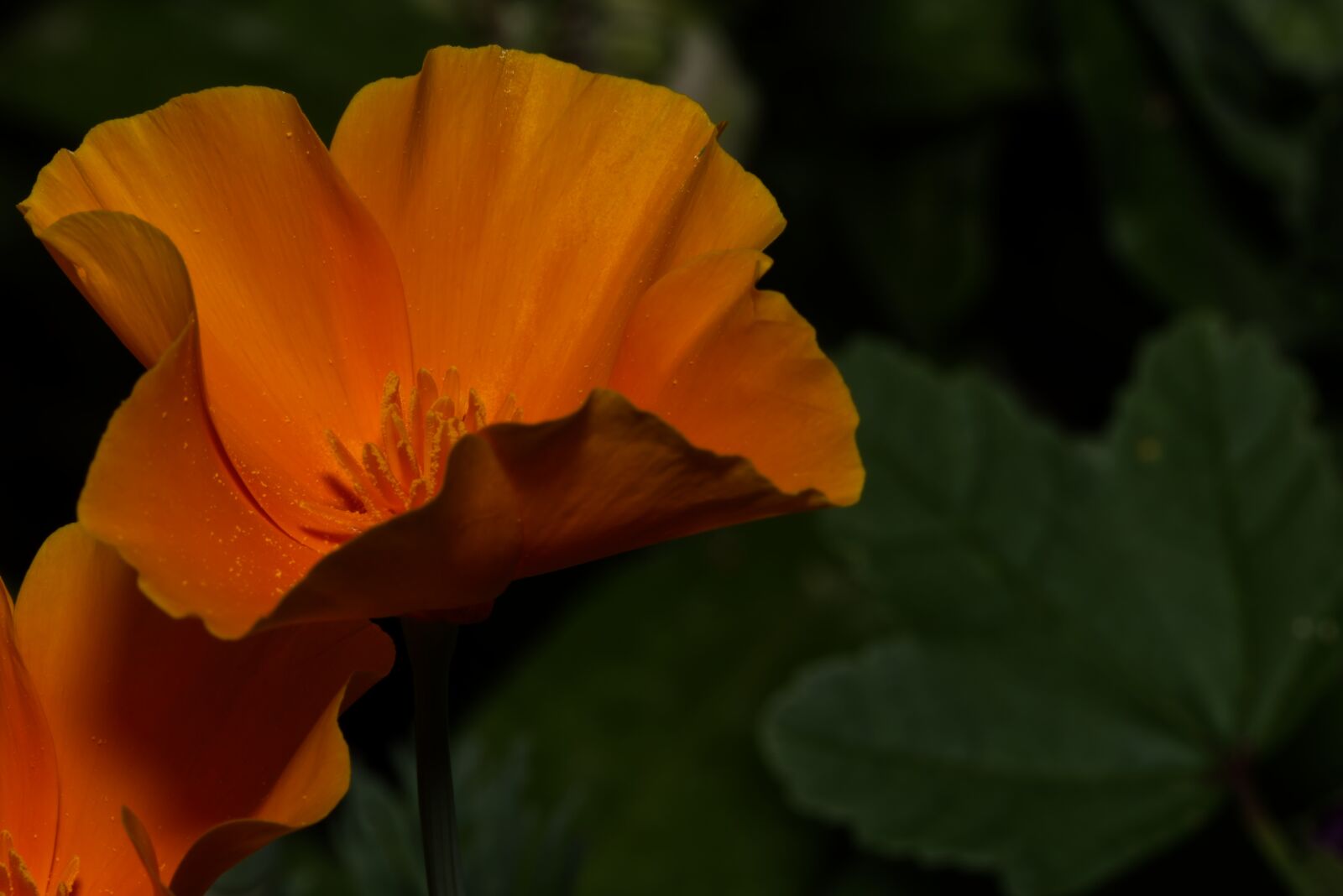 Nikon D5500 sample photo. Flower, blossom, bloom photography