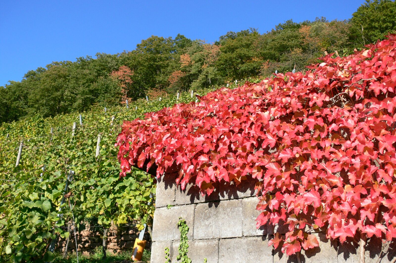 Panasonic DMC-FZ30 sample photo. Autumn, vineyard, winegrowing photography