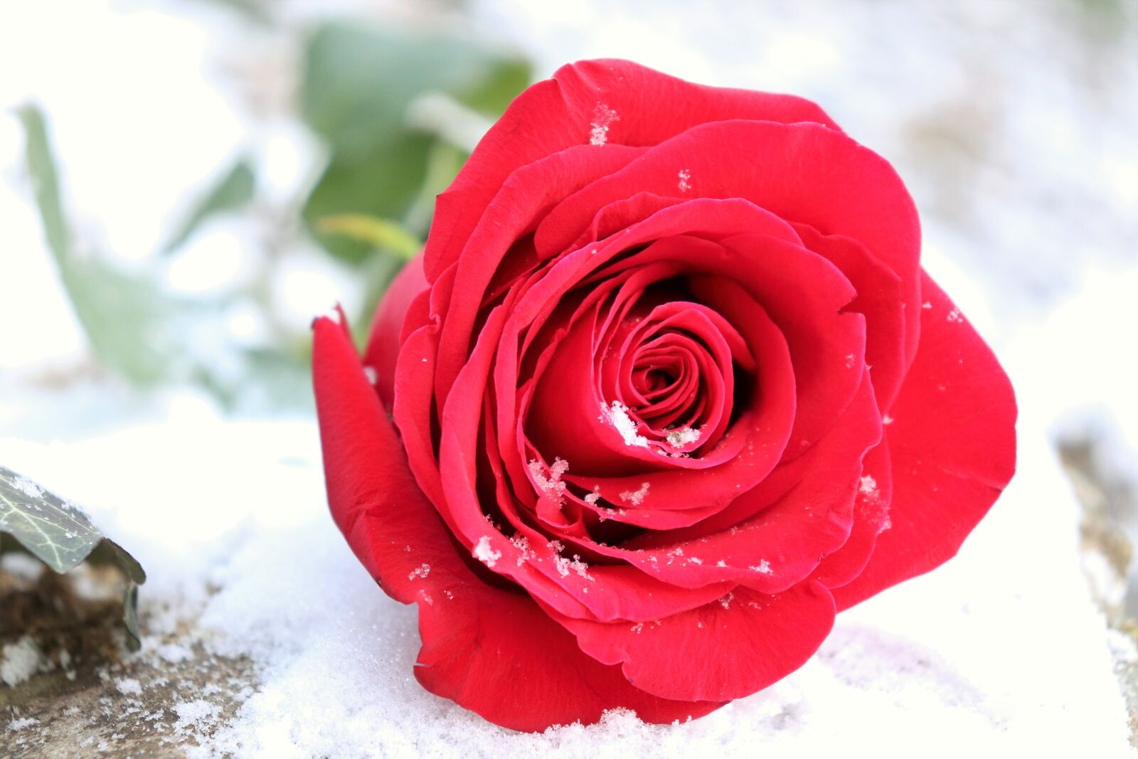 Canon EOS 200D (EOS Rebel SL2 / EOS Kiss X9) sample photo. Red rose on stone photography