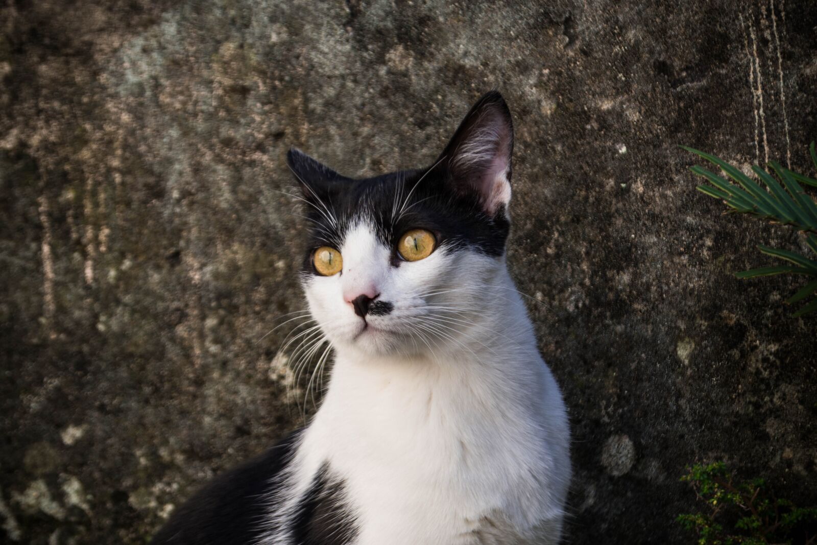 Nikon D3100 sample photo. Cat, pet, animal photography