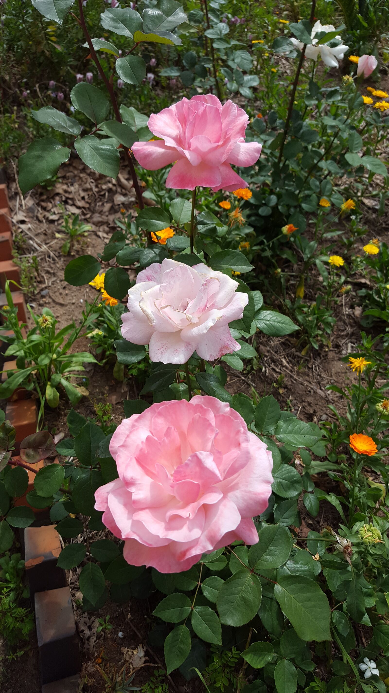 Samsung Galaxy S6 sample photo. Rosa, flowers, garden photography