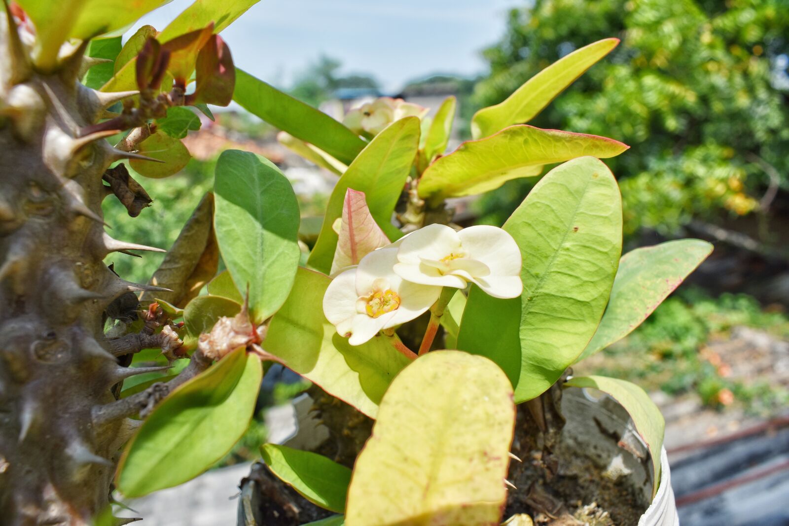 Nikon D3400 sample photo. White flowers, flower, scenery photography