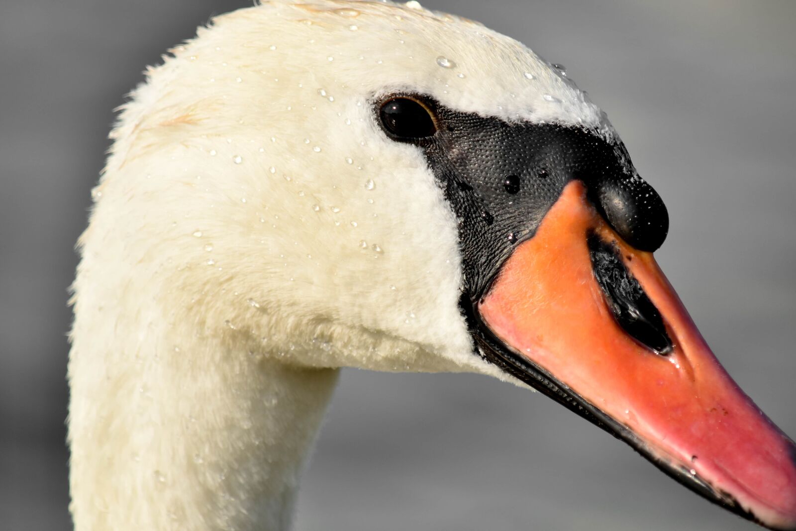Nikon D5500 sample photo. Beak, beautiful photo, close-up photography